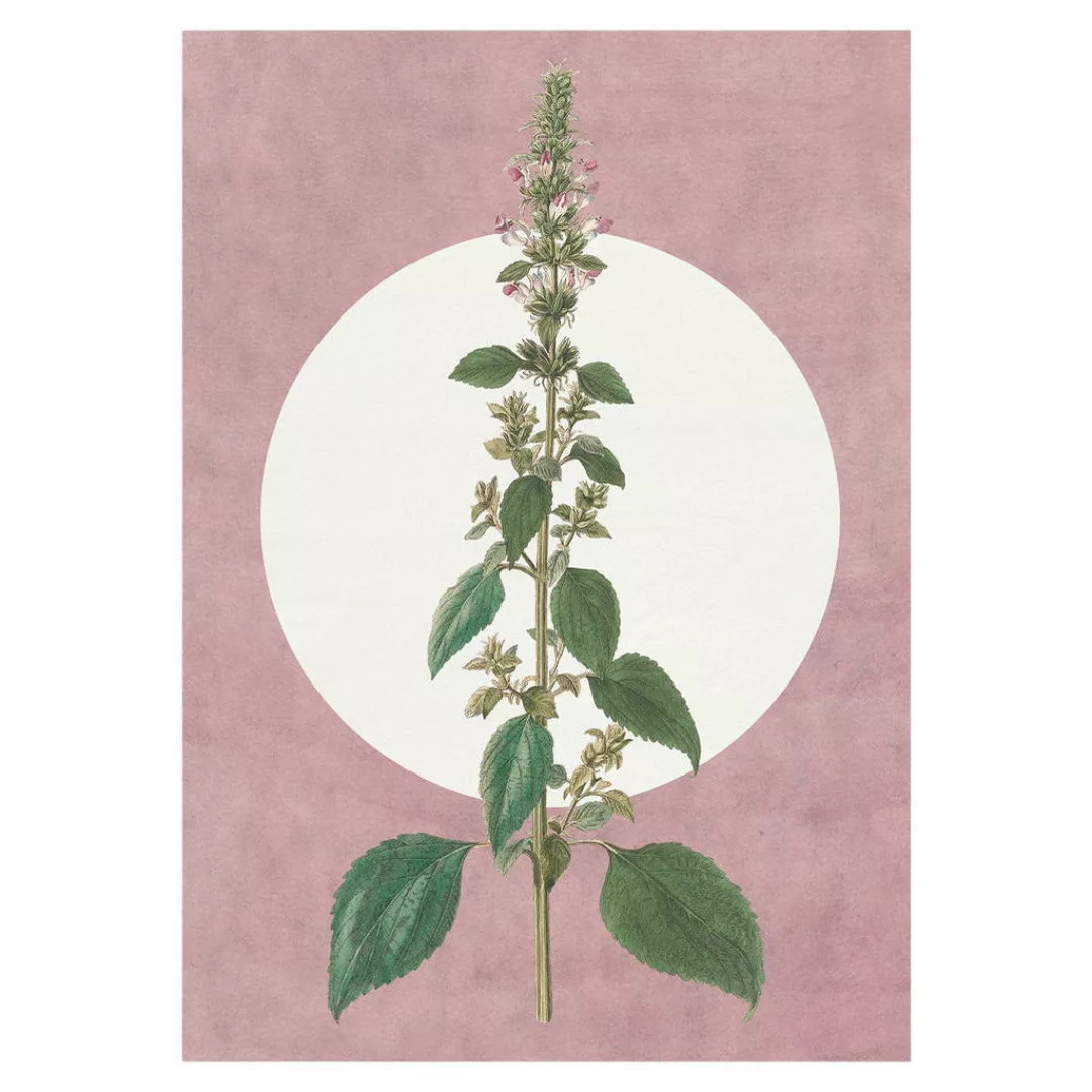 Komar Wandbild Menthe en Croissance Pflanzen B/L: ca. 30x40 cm günstig online kaufen