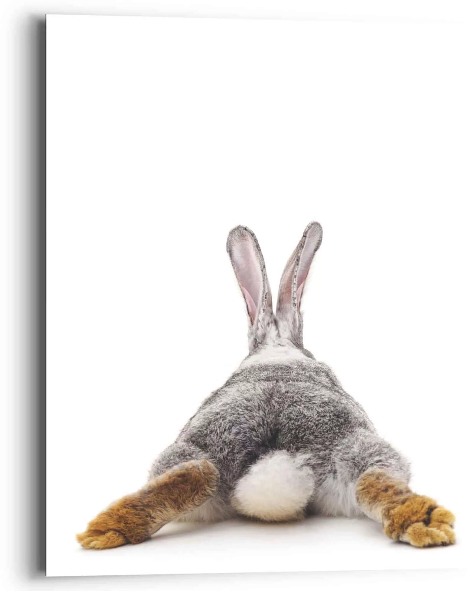 Reinders Wandbild "Wandbild Kaninchen Rabbit - Hase - Schwanz - Relax", Has günstig online kaufen