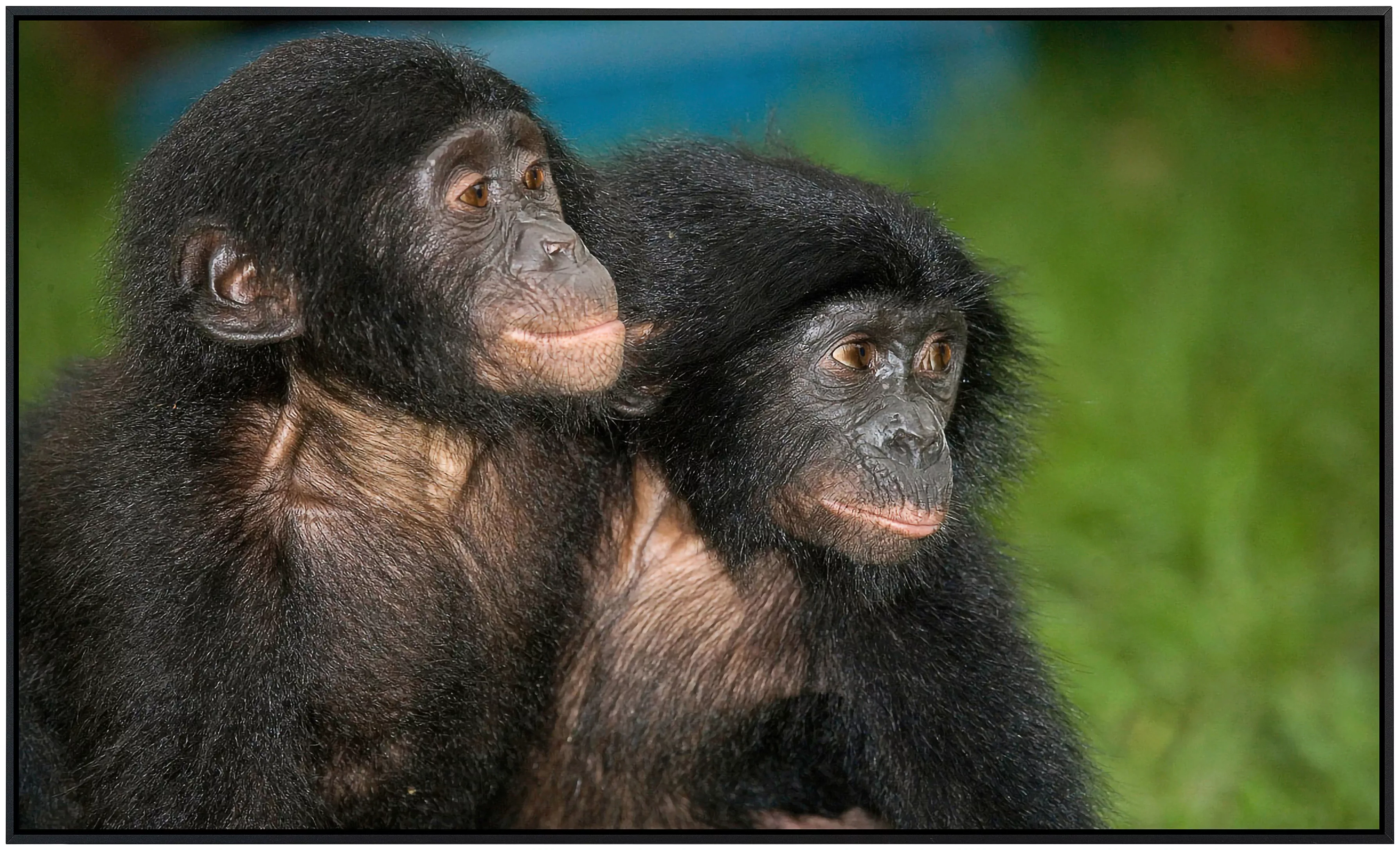 Papermoon Infrarotheizung »Baby Bonobos« günstig online kaufen