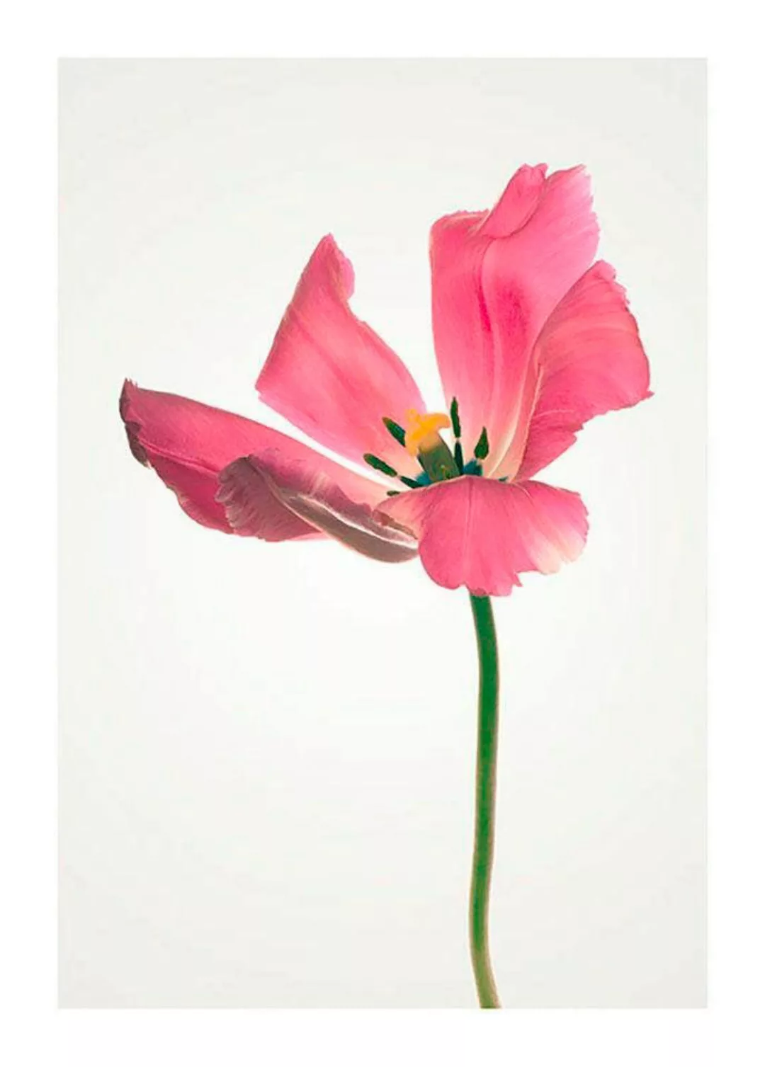 Komar Poster "Tulip", Blumen, (1 St.), Kinderzimmer, Schlafzimmer, Wohnzimm günstig online kaufen