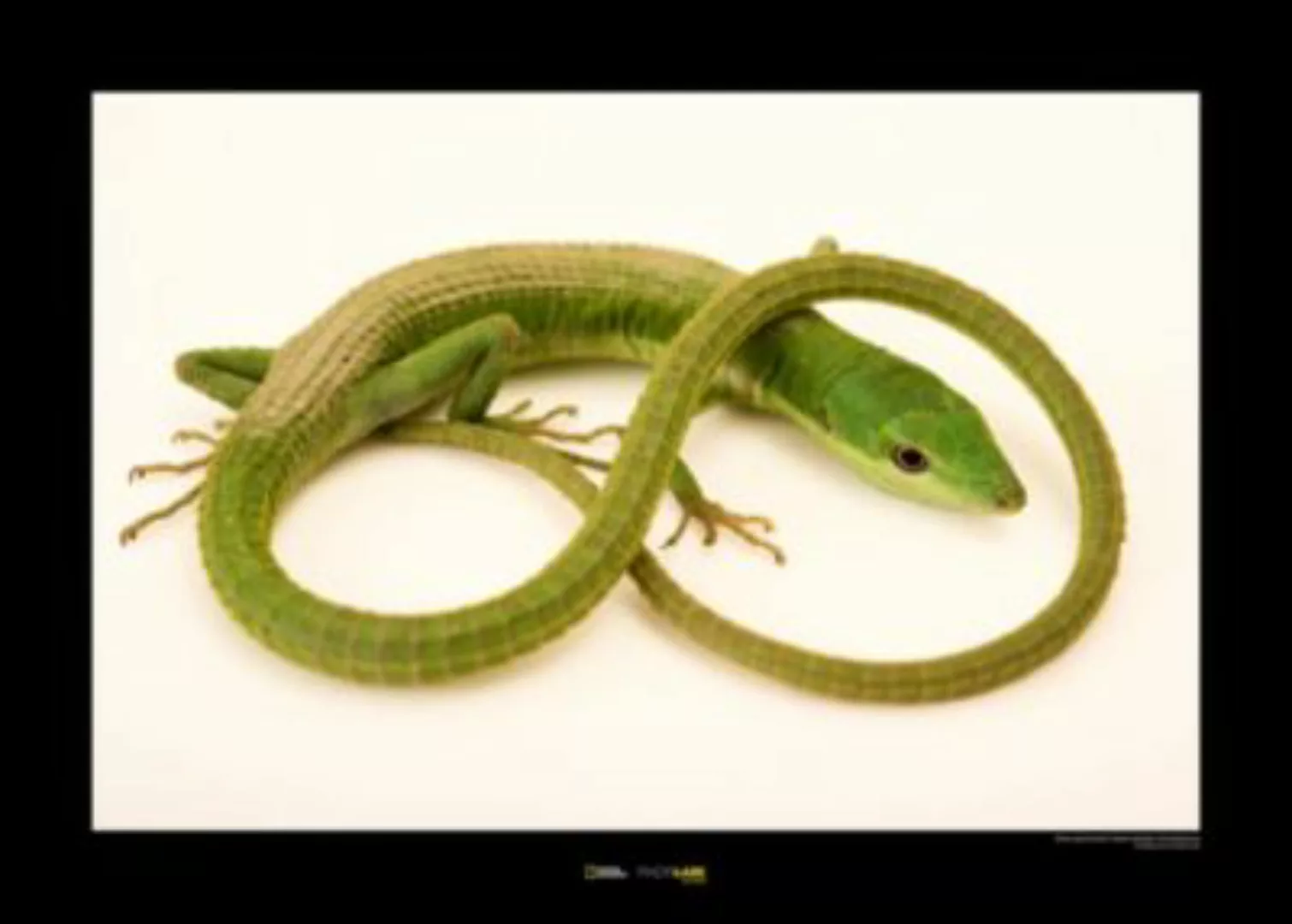 KOMAR Wandbild - Green Grass Lizard - Größe: 70 x 50 cm mehrfarbig Gr. one günstig online kaufen