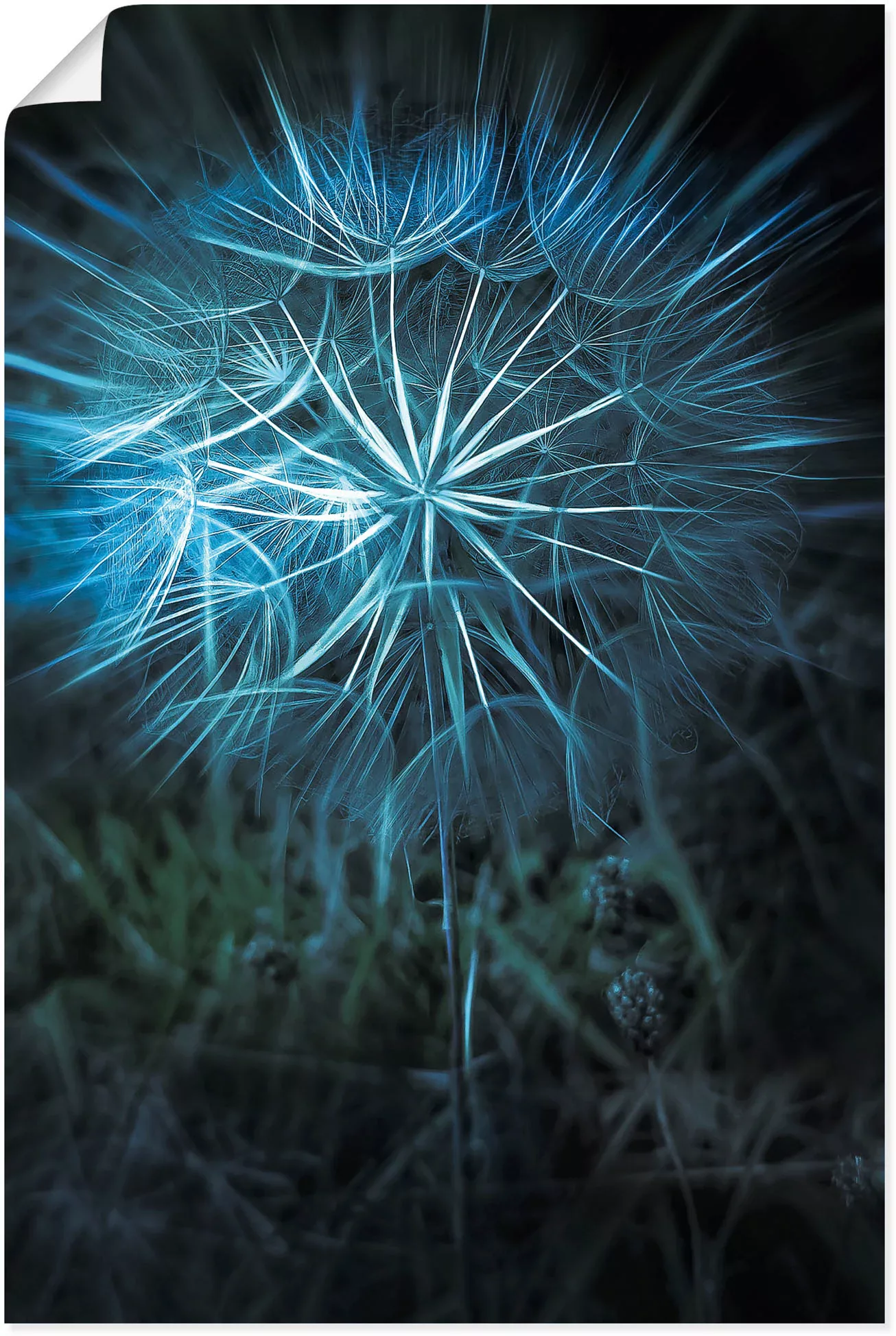 Artland Poster "Pusteblume Nahaufnahme Blau", Blumenbilder, (1 St.), als Al günstig online kaufen