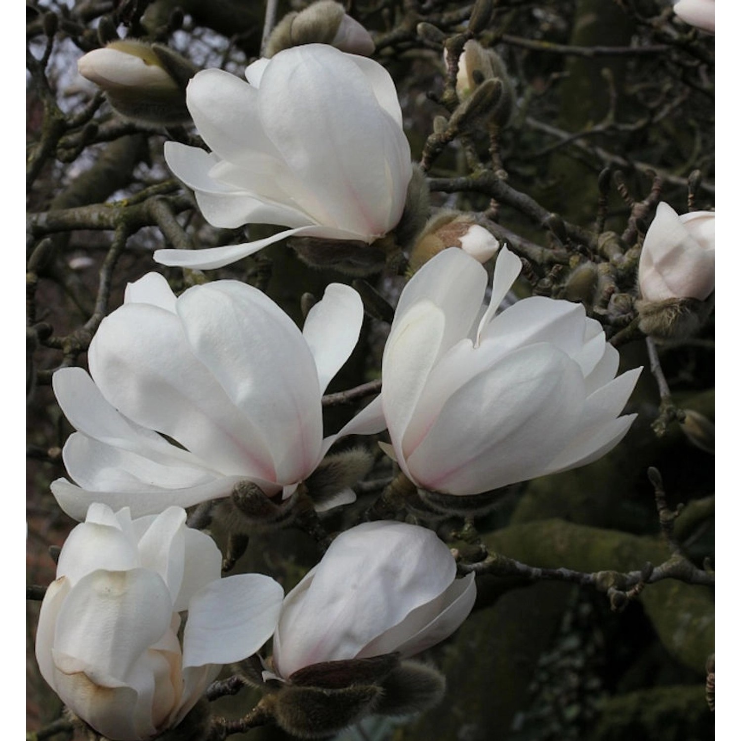 Sternmagnolie Merrill 60-80cm - Magnolia loebneri günstig online kaufen