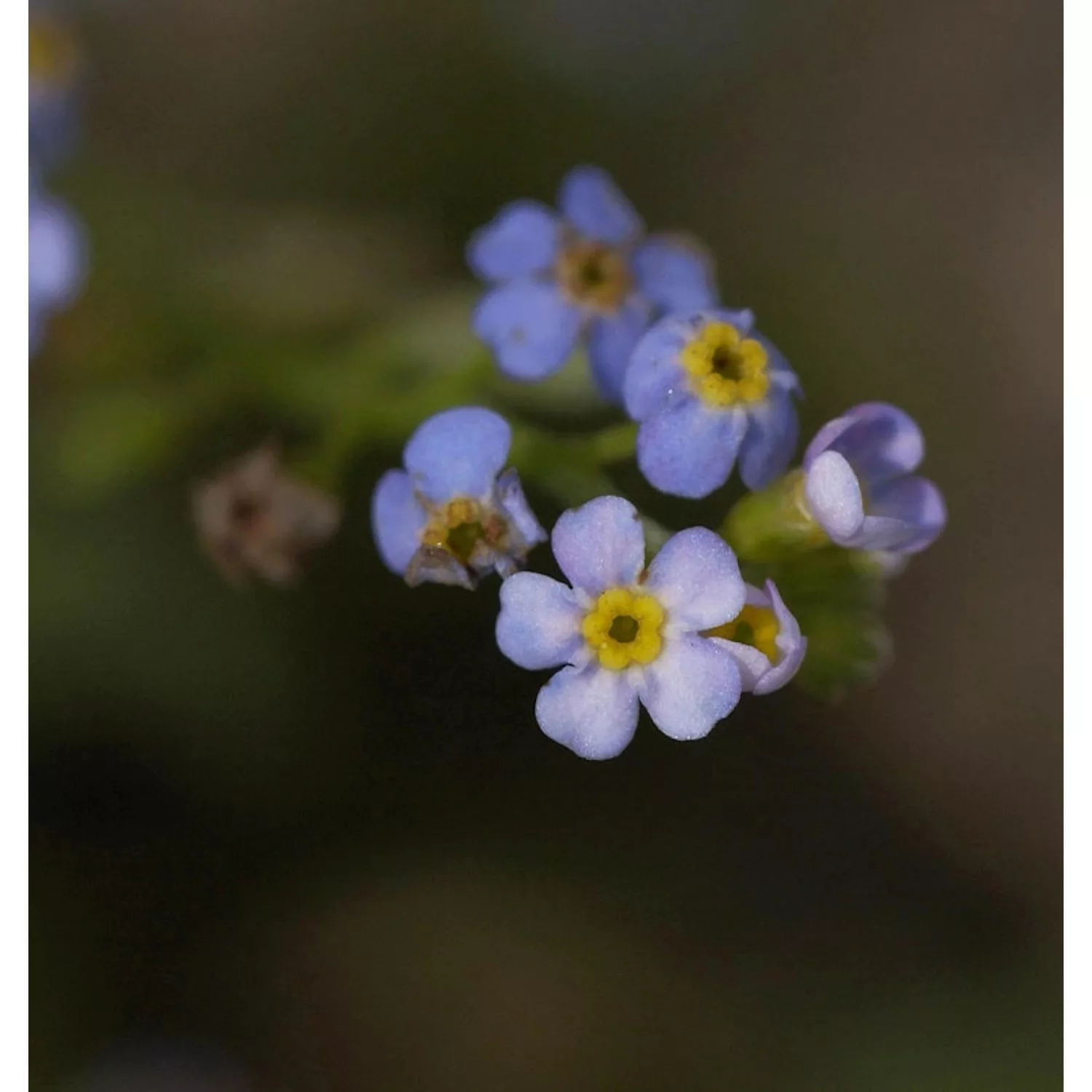 Sumpfvergißmeinnicht Thüringen - Myosotis palustris günstig online kaufen