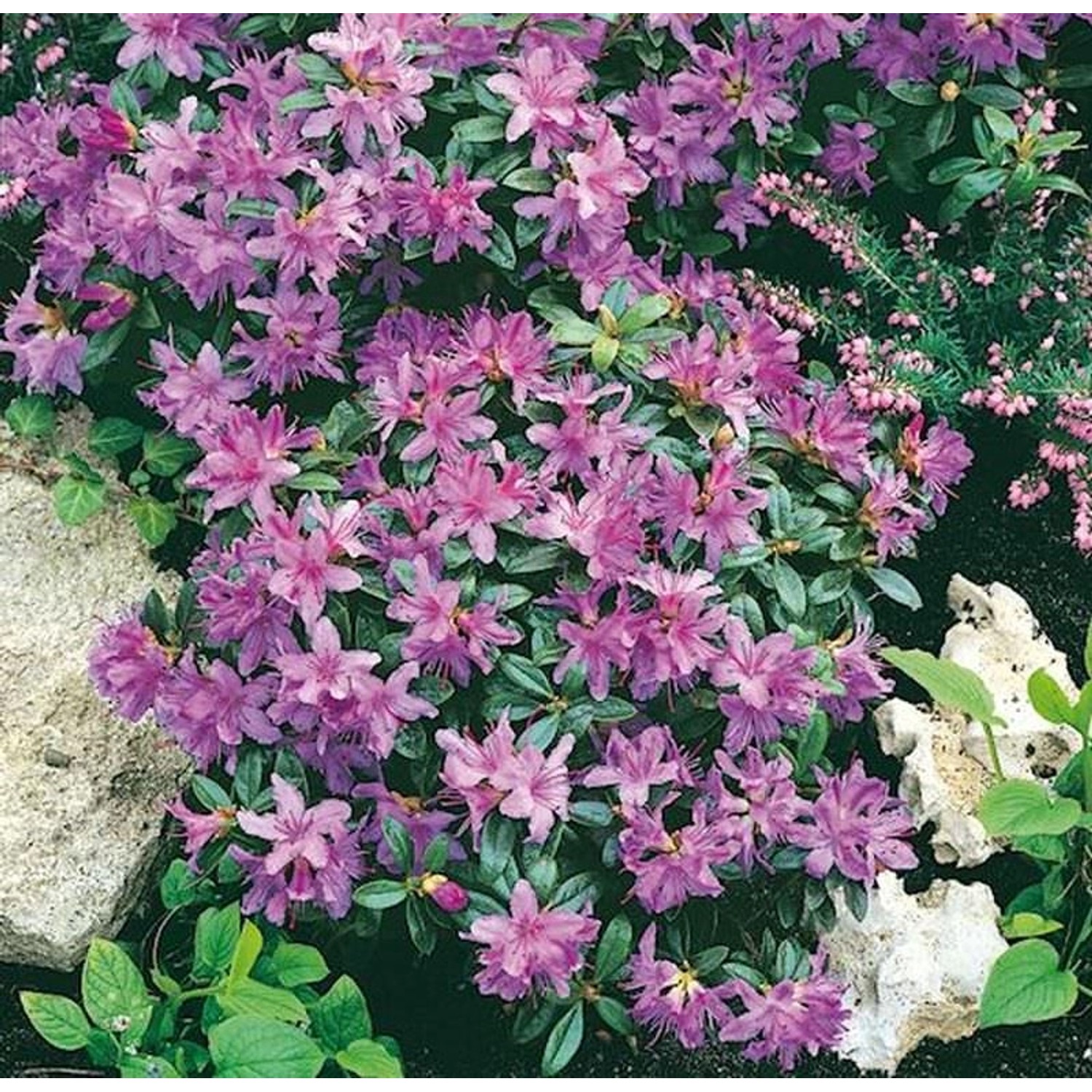 Zwerg Rhododendron Moerheim 30-40cm - Rhododendron impeditum - Zwerg Alpenr günstig online kaufen