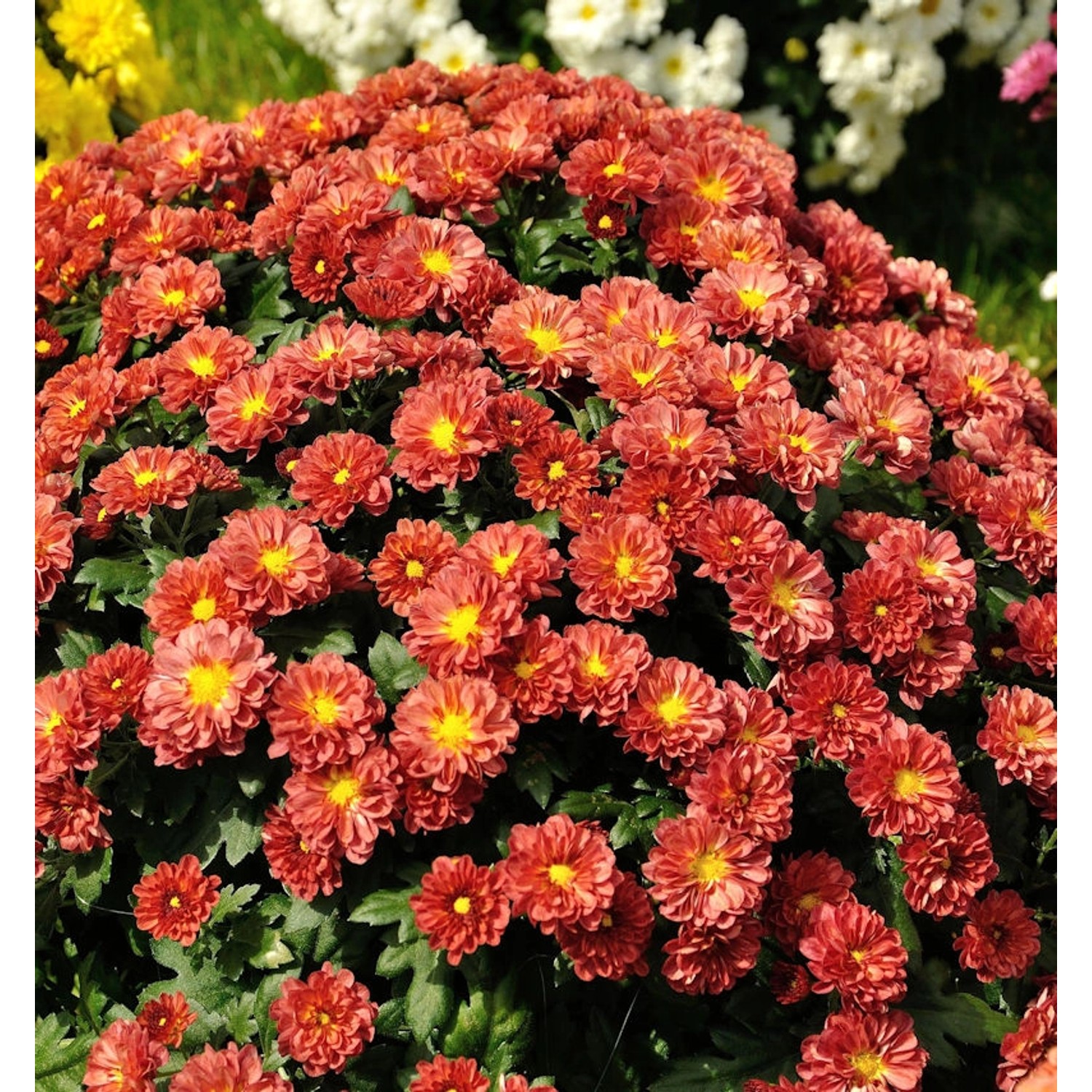 Winteraster Red Velvet - Chrysanthemum hortorum günstig online kaufen