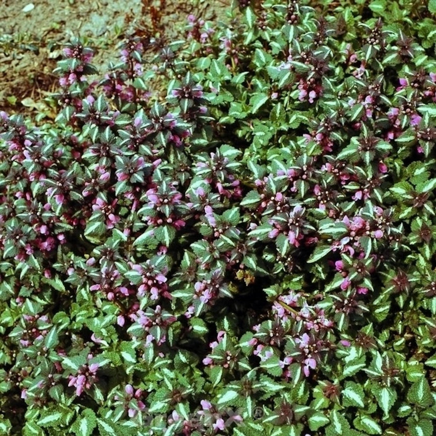 Waldnessel Argenteum - Lamium maculatum günstig online kaufen