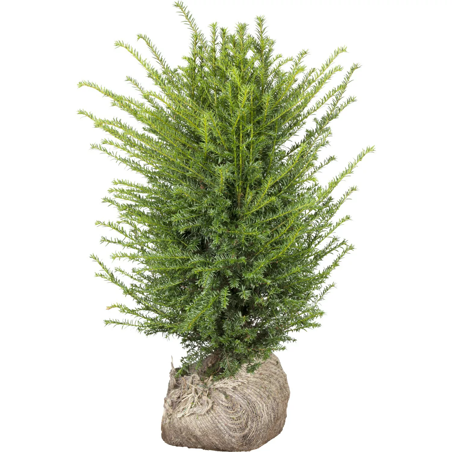 Eibe Set à 90 Stück Höhe ca. 60 - 80 cm Ballenware Taxus baccata günstig online kaufen