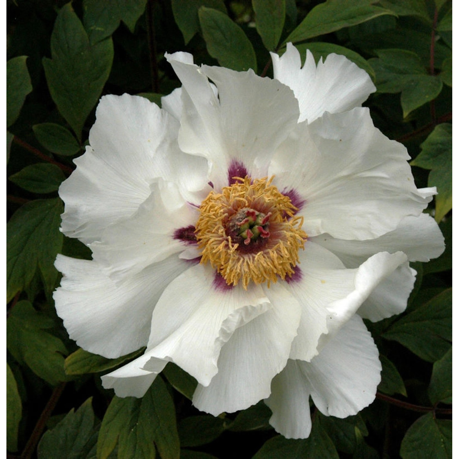 Strauchpfingstrose Weiß - Paeonia suffruticosa günstig online kaufen