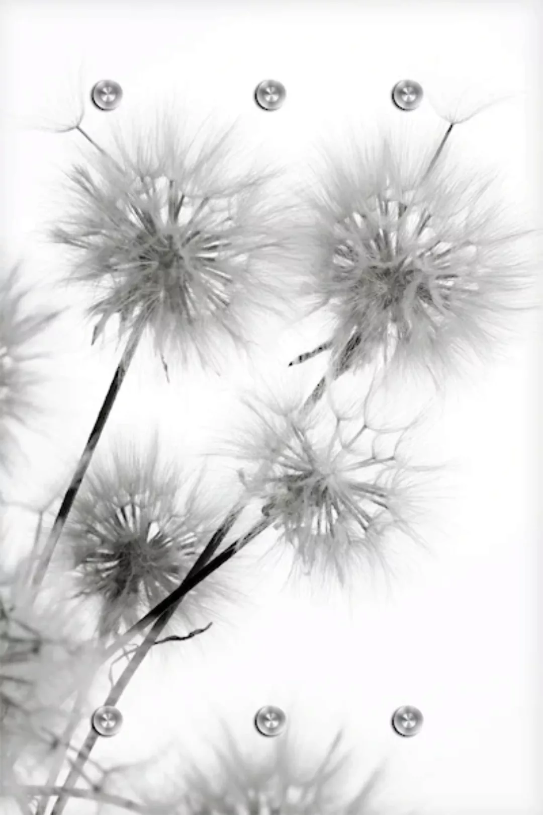 queence Garderobenleiste "Pusteblume" günstig online kaufen