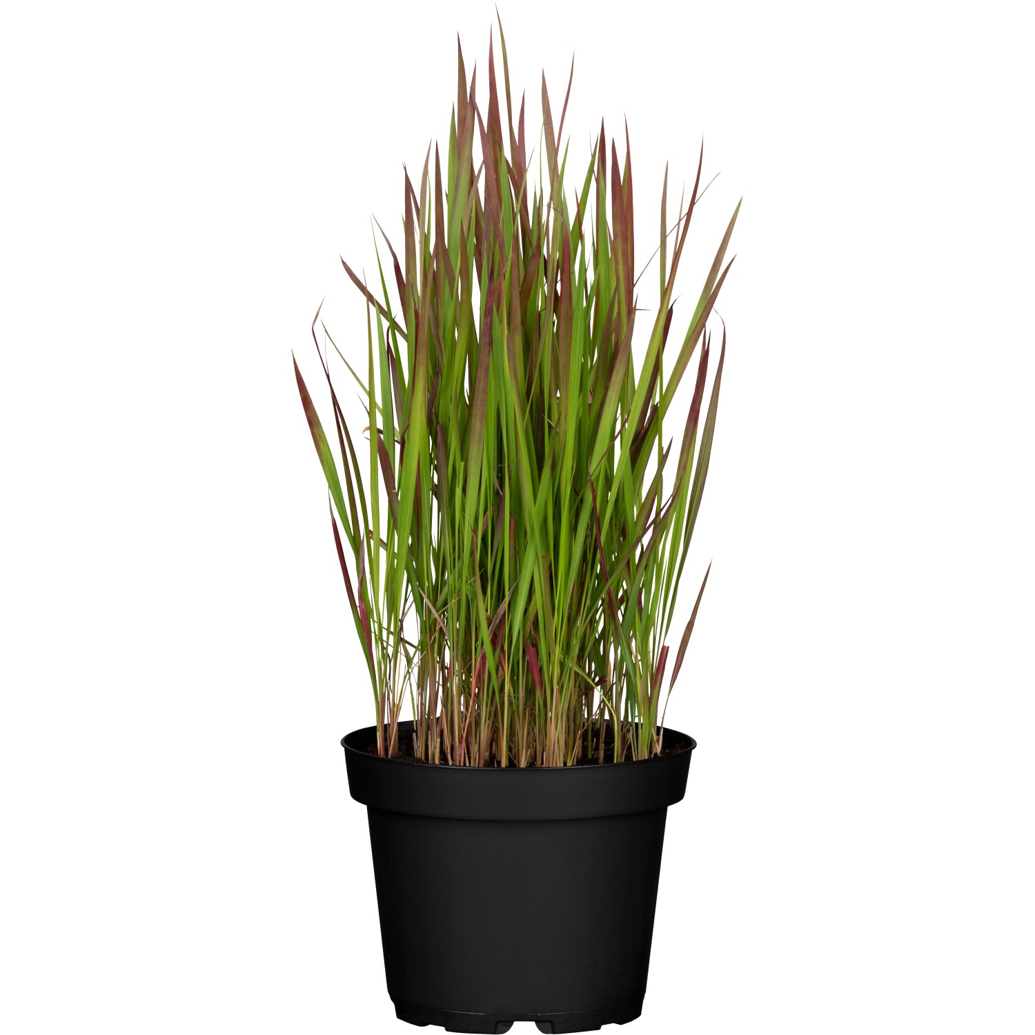 GROW by OBI Japanisches Blutgras Red Baron Braunrot Topf-Ø ca. 19 cm Impera günstig online kaufen