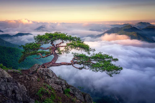 Papermoon Fototapete »Photo-Art TIGER SEO, AUF DEM BERG« günstig online kaufen