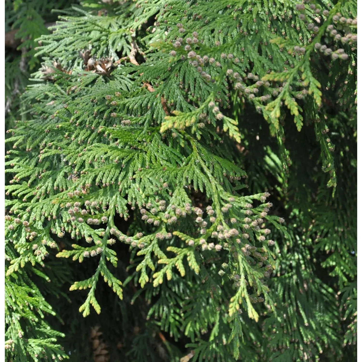 Riesenlebensbaum Excelsa 100-125cm - Thuja plicata günstig online kaufen