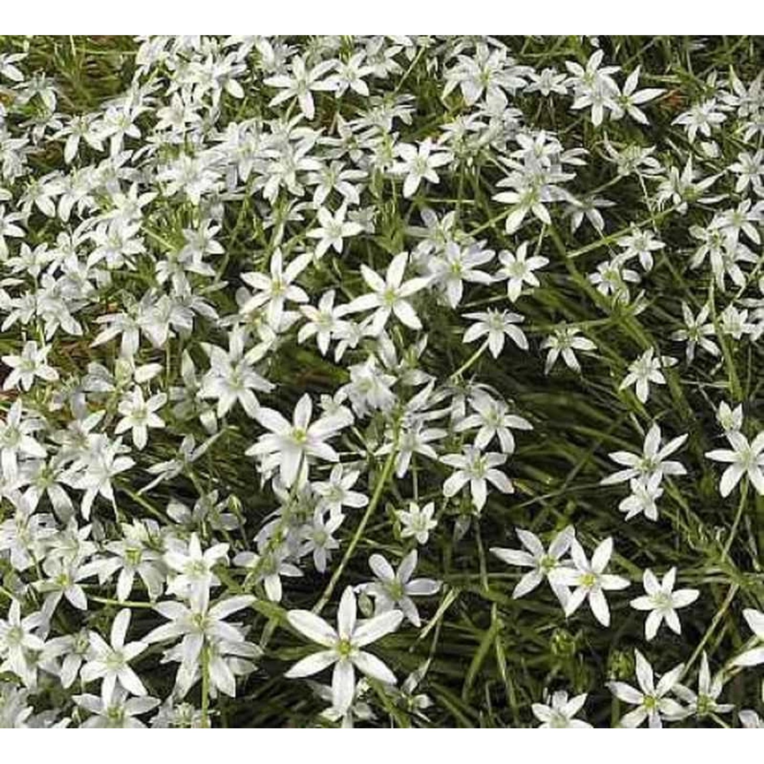 Dolden Milchstern - Ornithogalum umbellatum günstig online kaufen