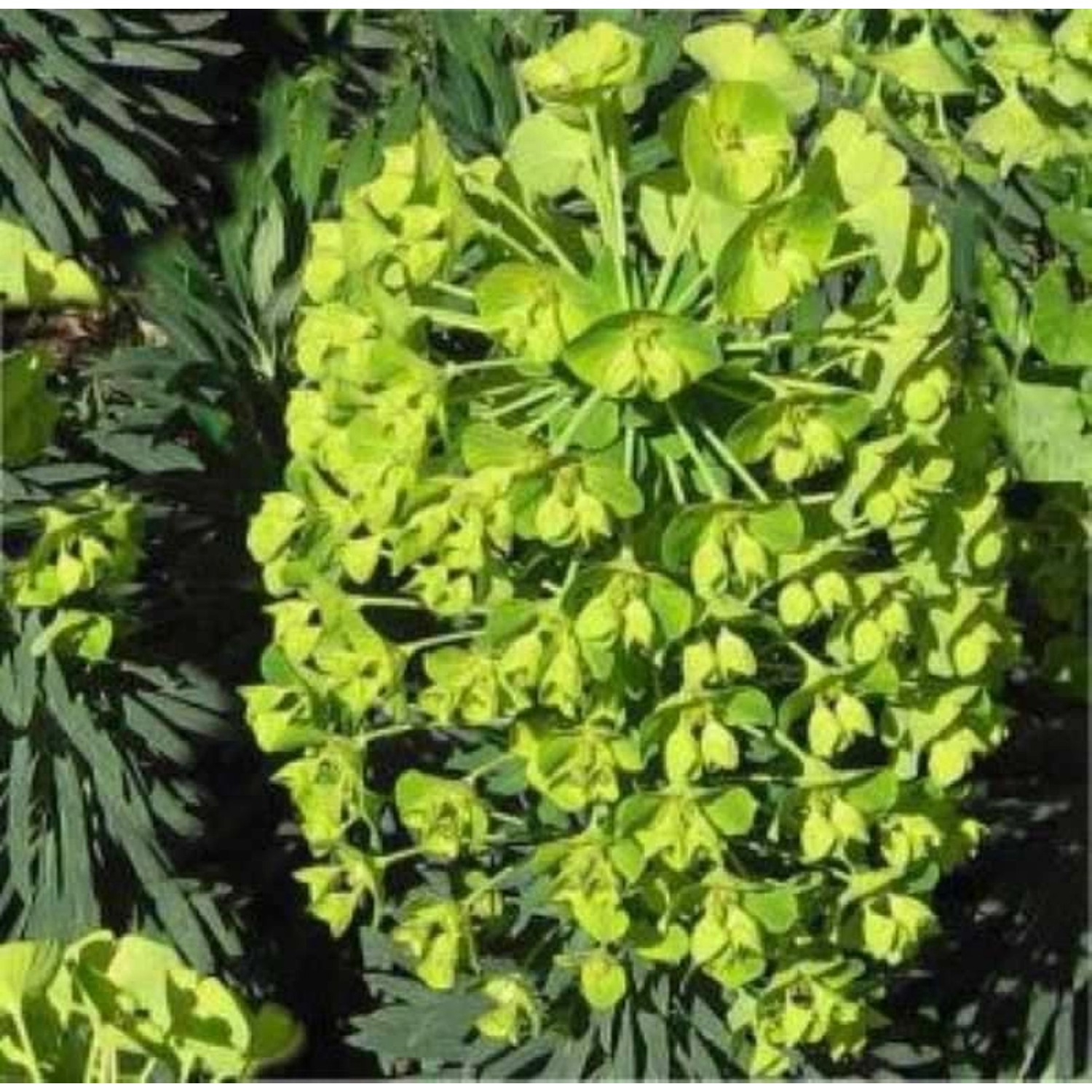 Palisaden Wolfsmilch Humpty Dumpty - Euphorbia characias günstig online kaufen