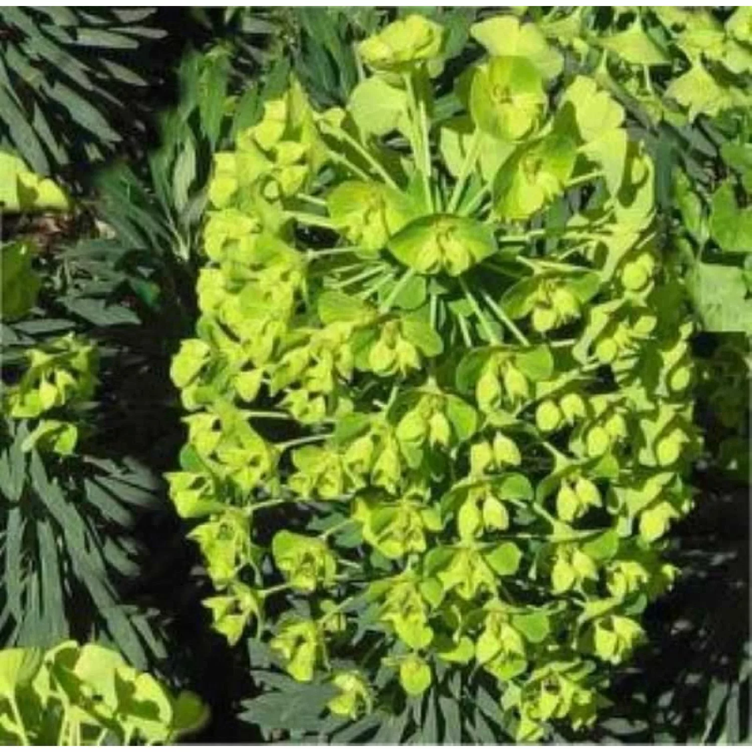 Palisaden Wolfsmilch Humpty Dumpty - Euphorbia characias günstig online kaufen