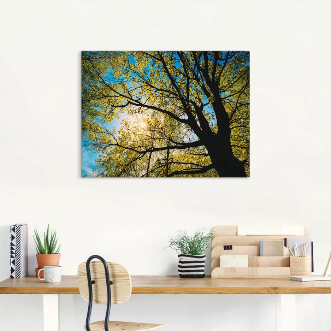 Artland Leinwandbild "Frühlingssonne durch Baumkrone", Bäume, (1 St.), auf günstig online kaufen