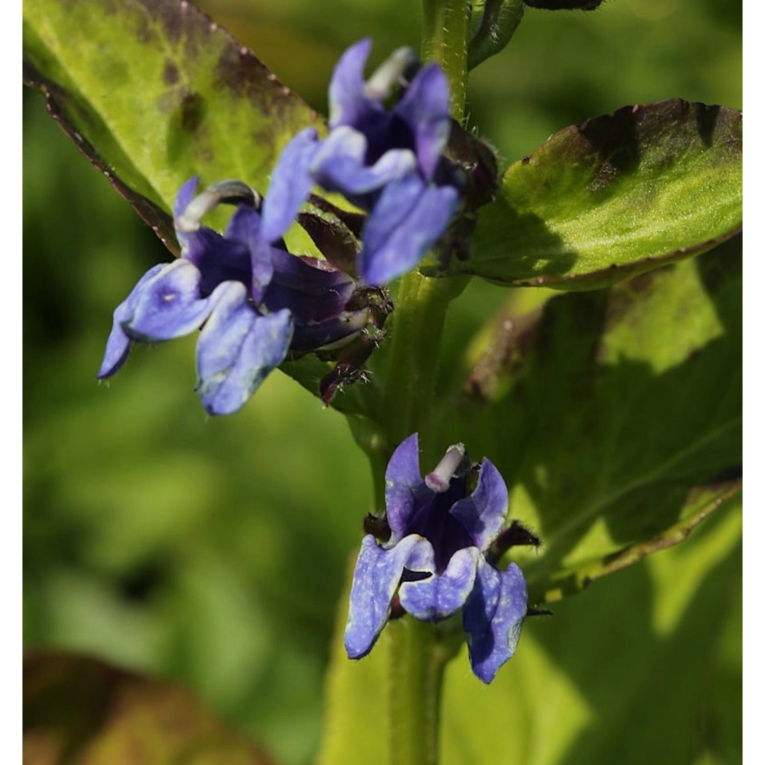 Lobelie Blaue Auslese - Lobelia siphilitica günstig online kaufen