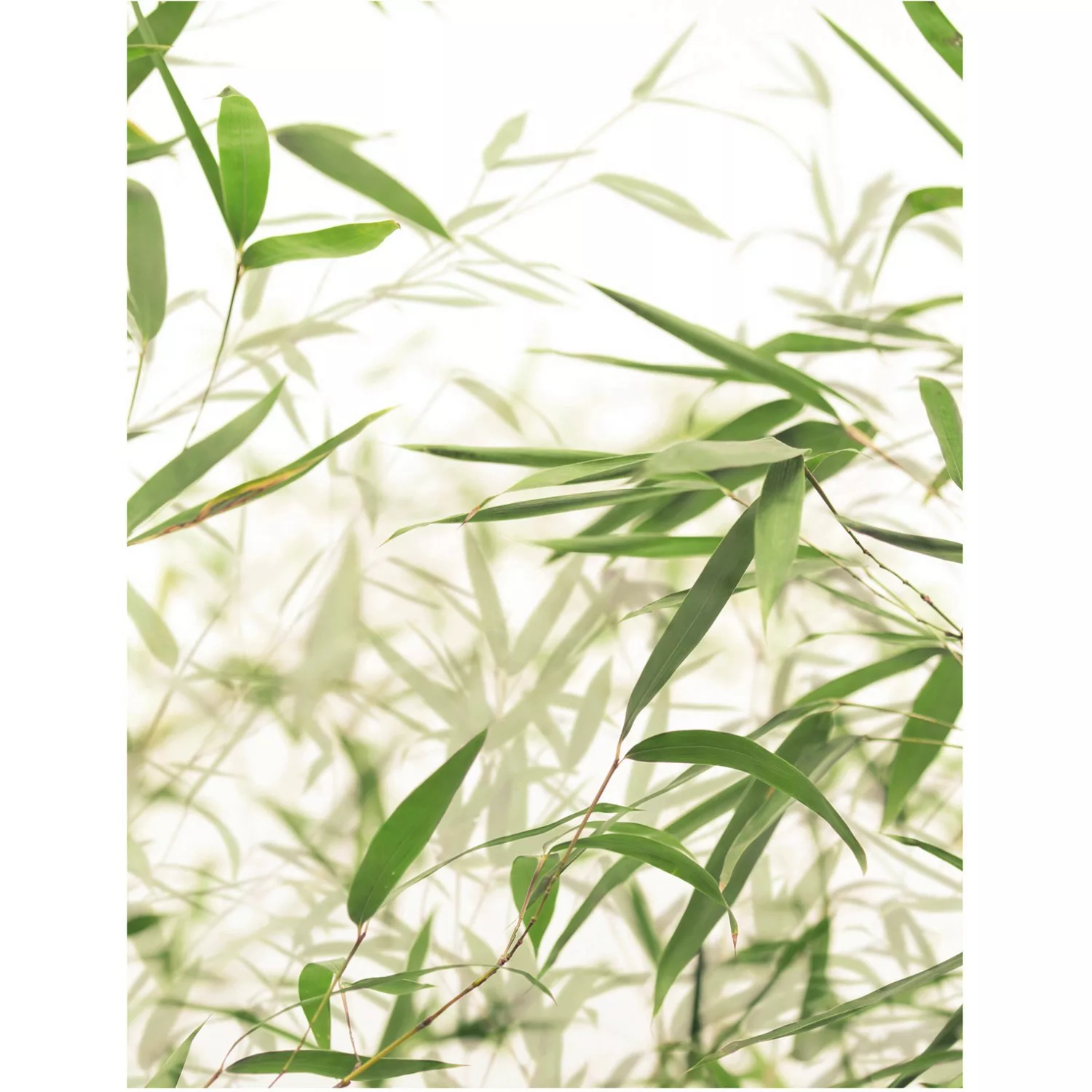 Komar Poster »Bamboo Leaves«, Pflanzen-Blätter, (1 St.) günstig online kaufen