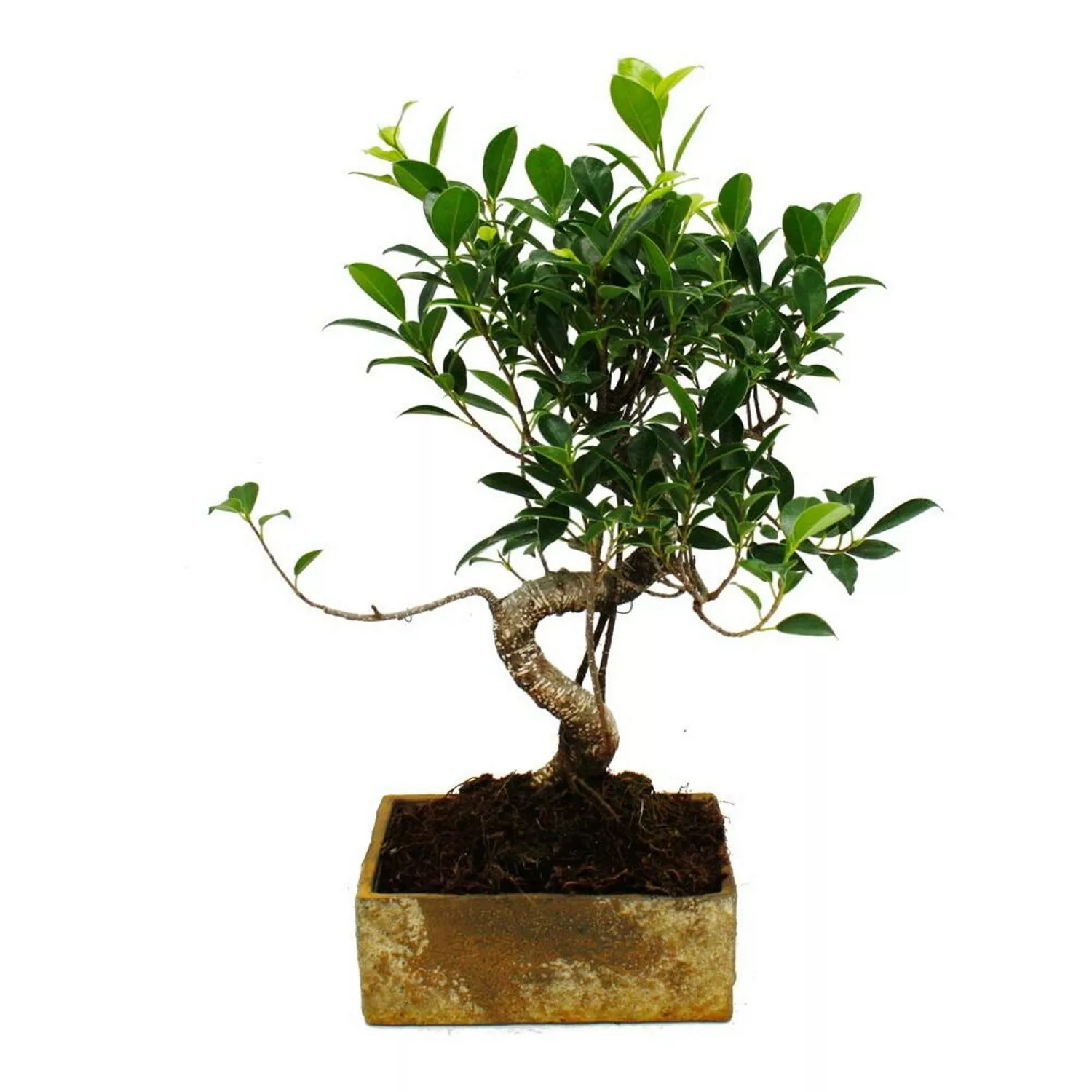 Exotenherz Bonsai für Zimmer in Moderner Trendkeramik Zimmerbonsai Ficus 8 günstig online kaufen