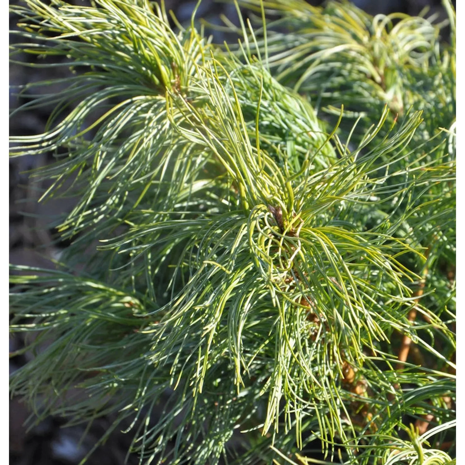 Weymouthskiefer Green Twist 30-40cm - Pinus parviflora günstig online kaufen