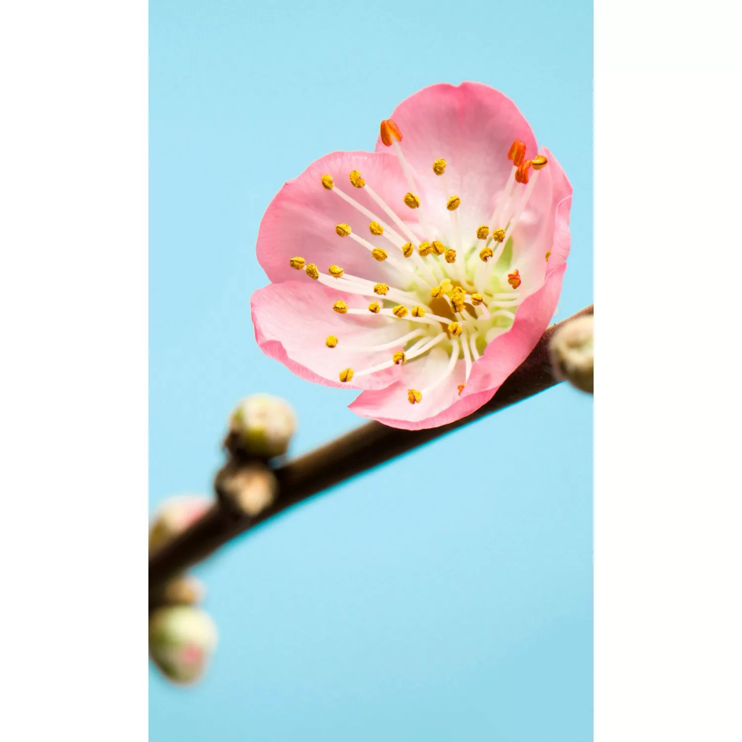 Komar Fototapete Peach Blossom Kirschblüte B/L: ca. 150x250 cm günstig online kaufen