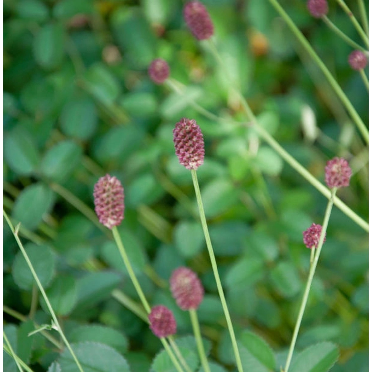 Wiesenknopf Tanna - Sanguisorba officinalis günstig online kaufen