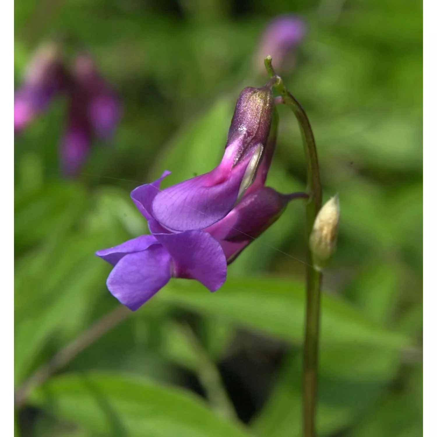 Wald Wicke - Lathyrus vernus günstig online kaufen