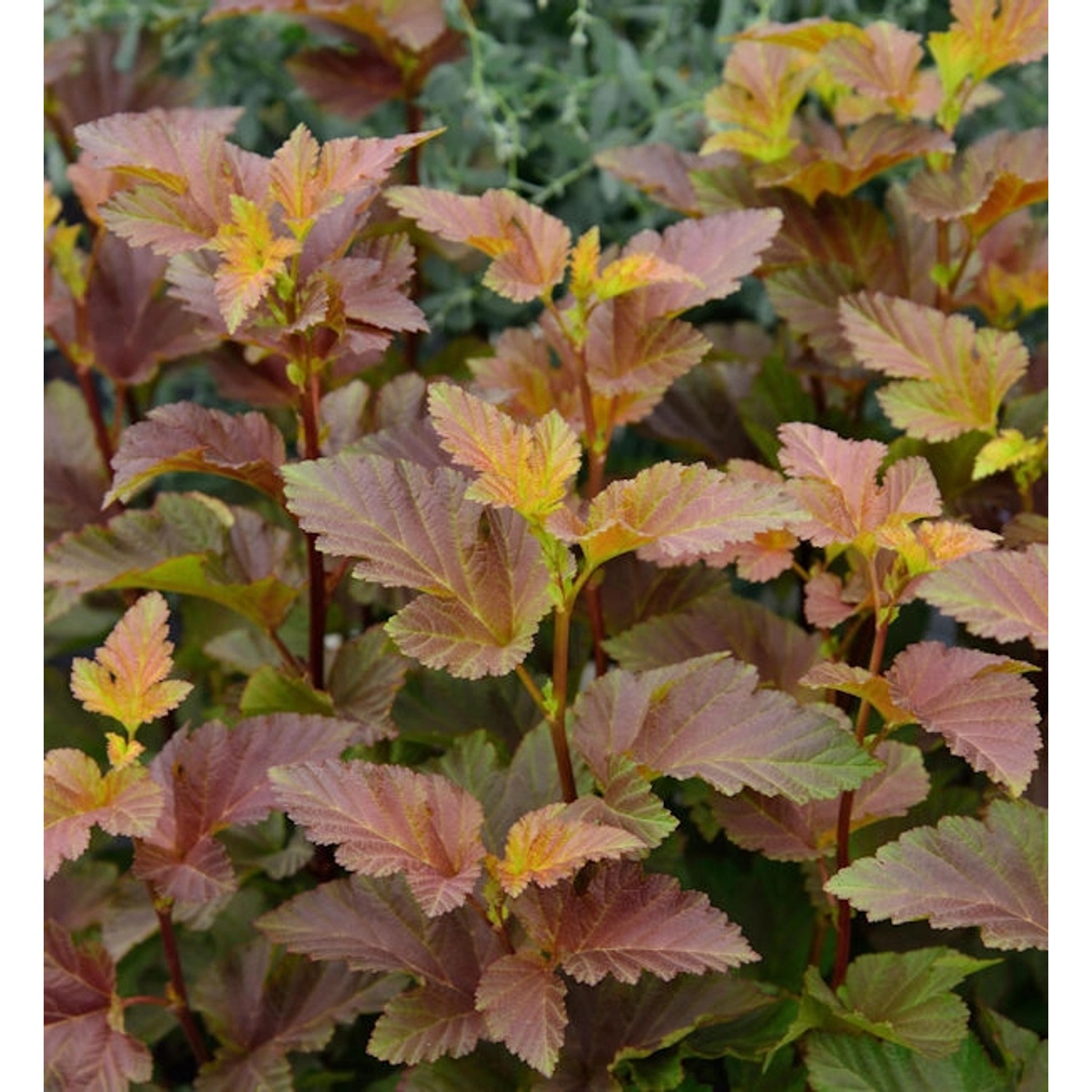 Blasenspiere Amber Jubilee 60-80cm - Physocarpus opulifolius günstig online kaufen