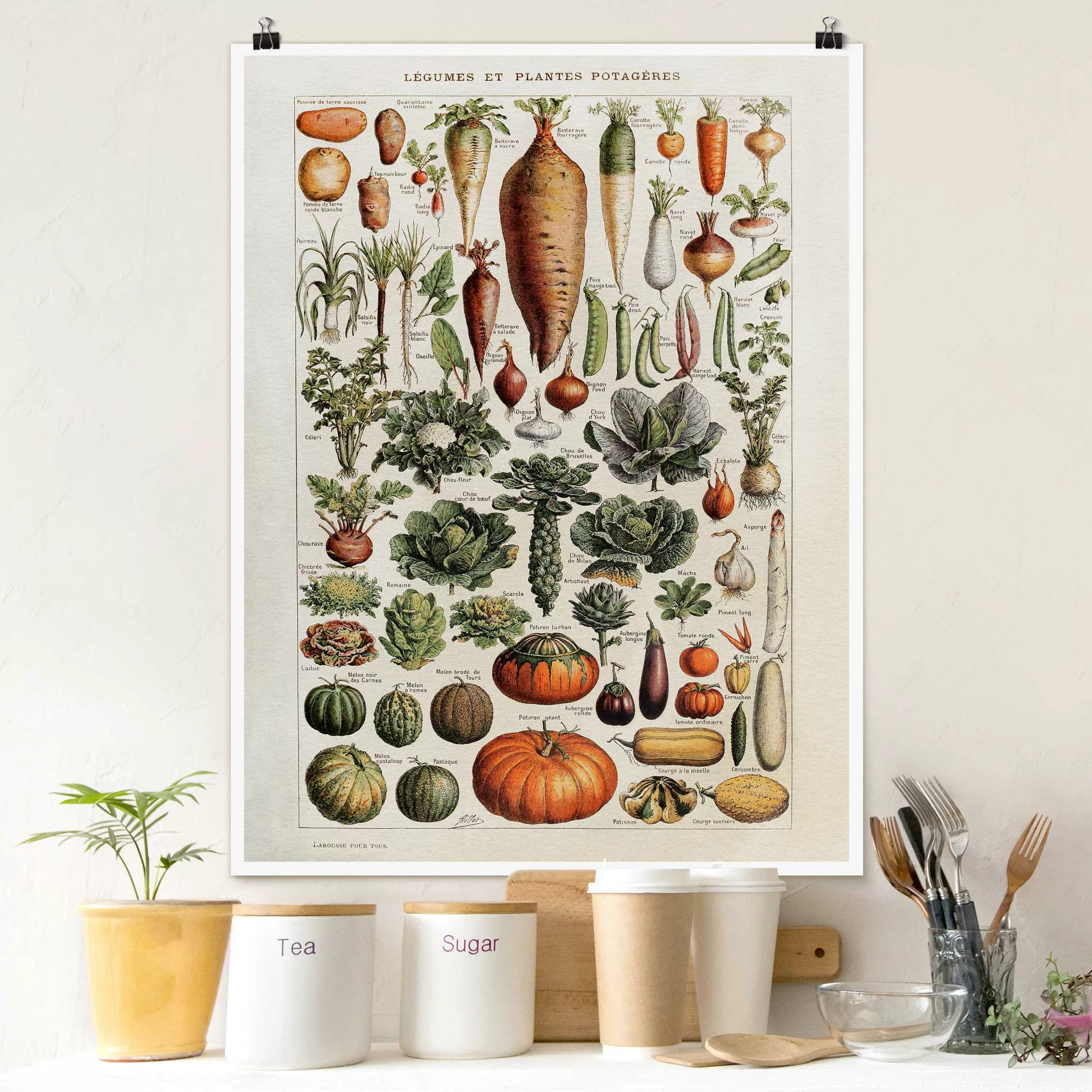 Poster Vintage Lehrtafel Gemüse günstig online kaufen