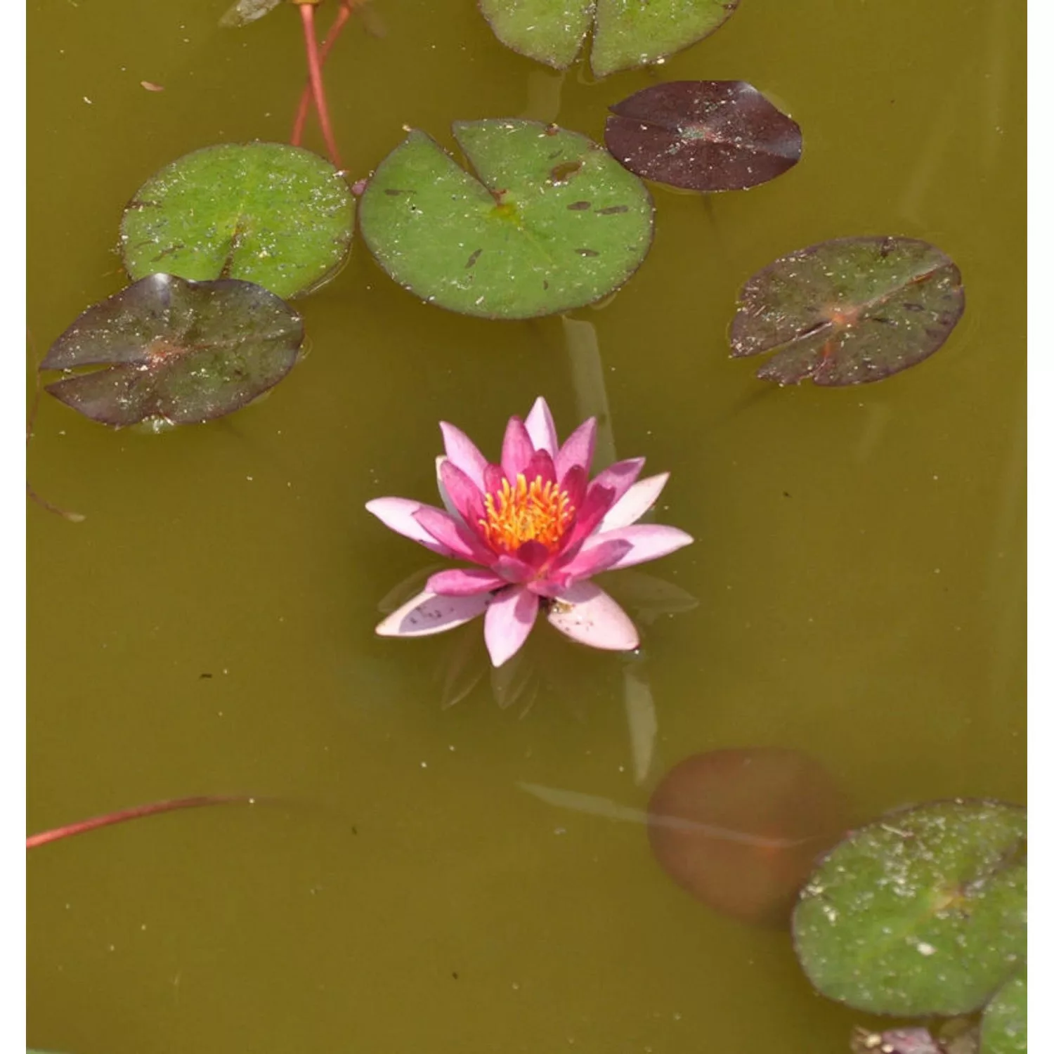 Seerose Chrysantha - Nymphaea günstig online kaufen