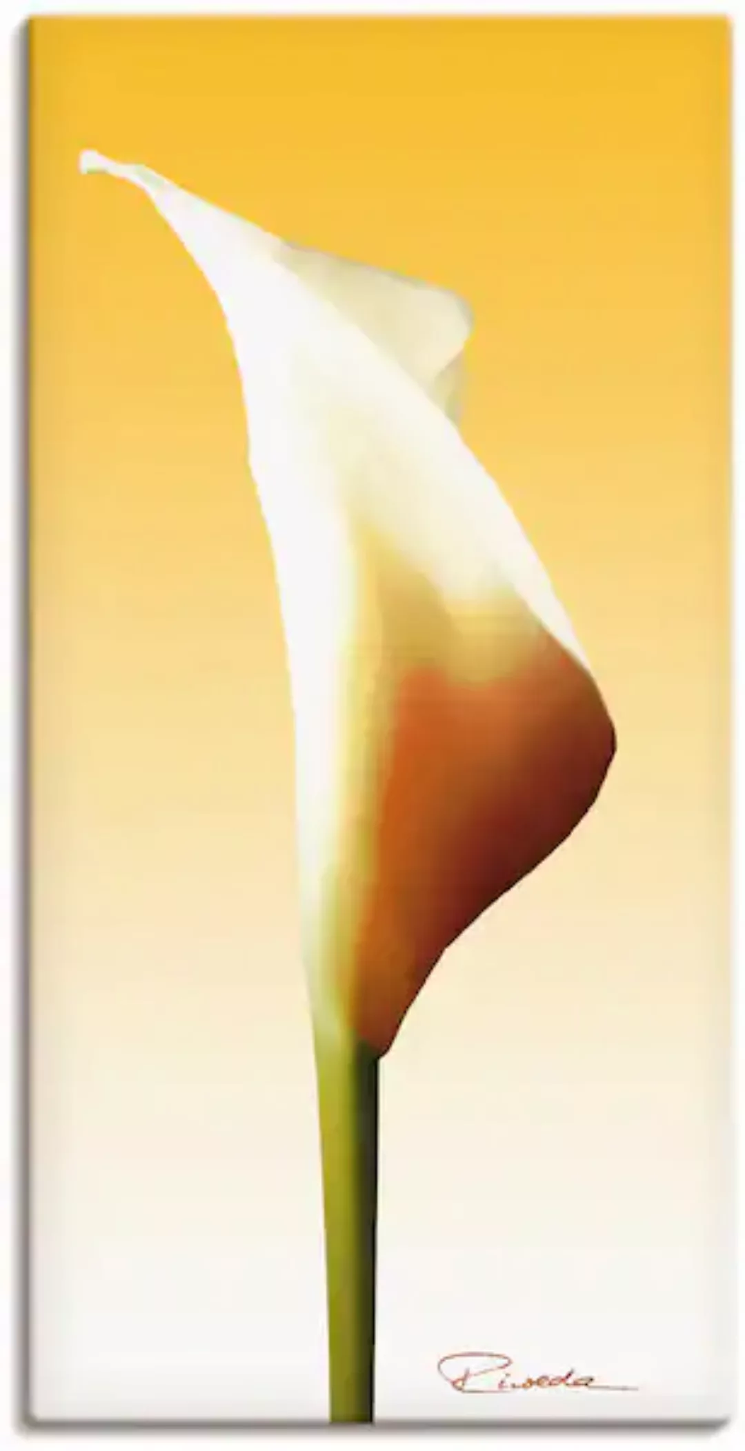 Artland Leinwandbild "Sonnenschein Calla I", Blumenbilder, (1 St.), auf Kei günstig online kaufen