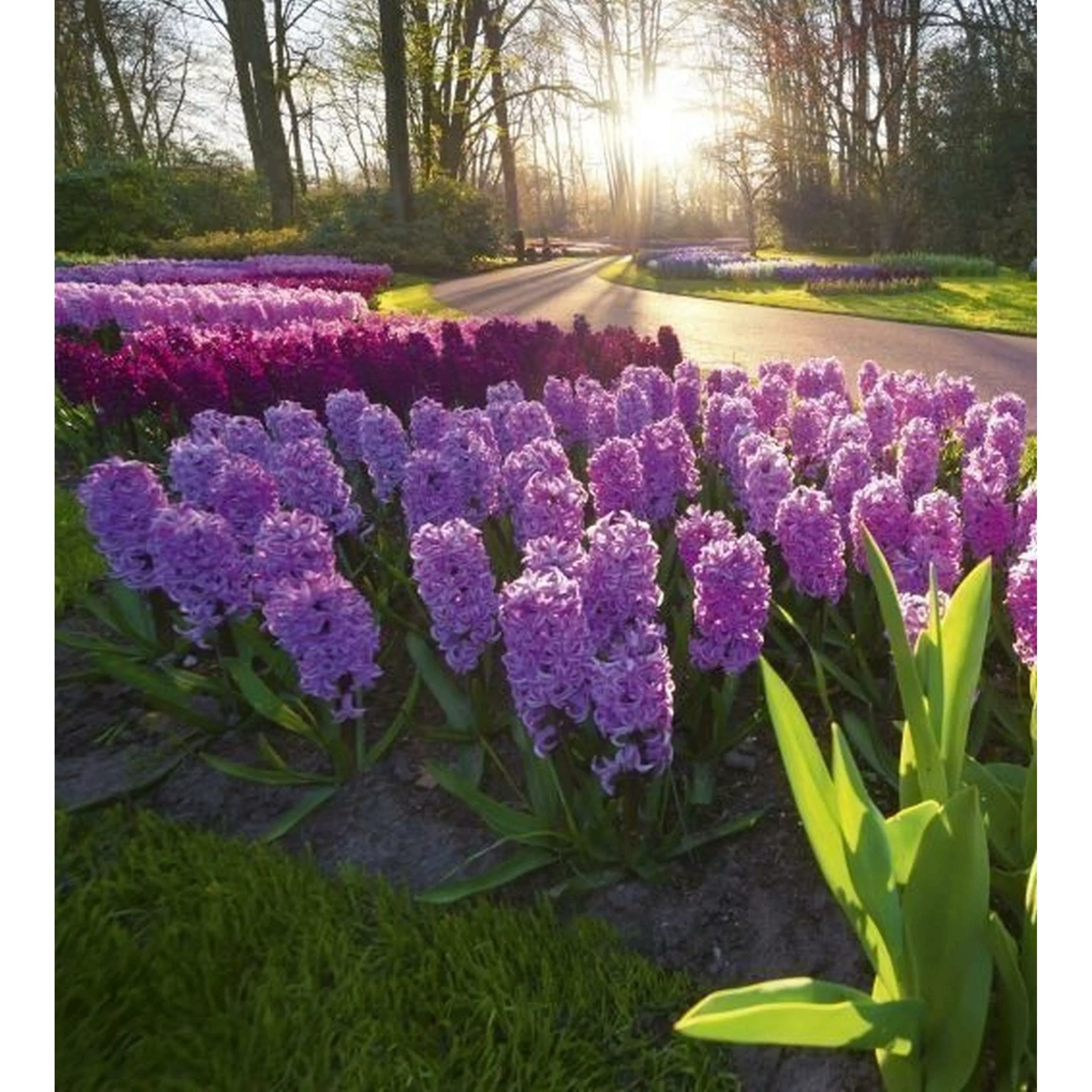 Fototapete HYACINT FLOWERS  | MS-3-0068 | Lila | Digitaldruck auf Vliesträg günstig online kaufen