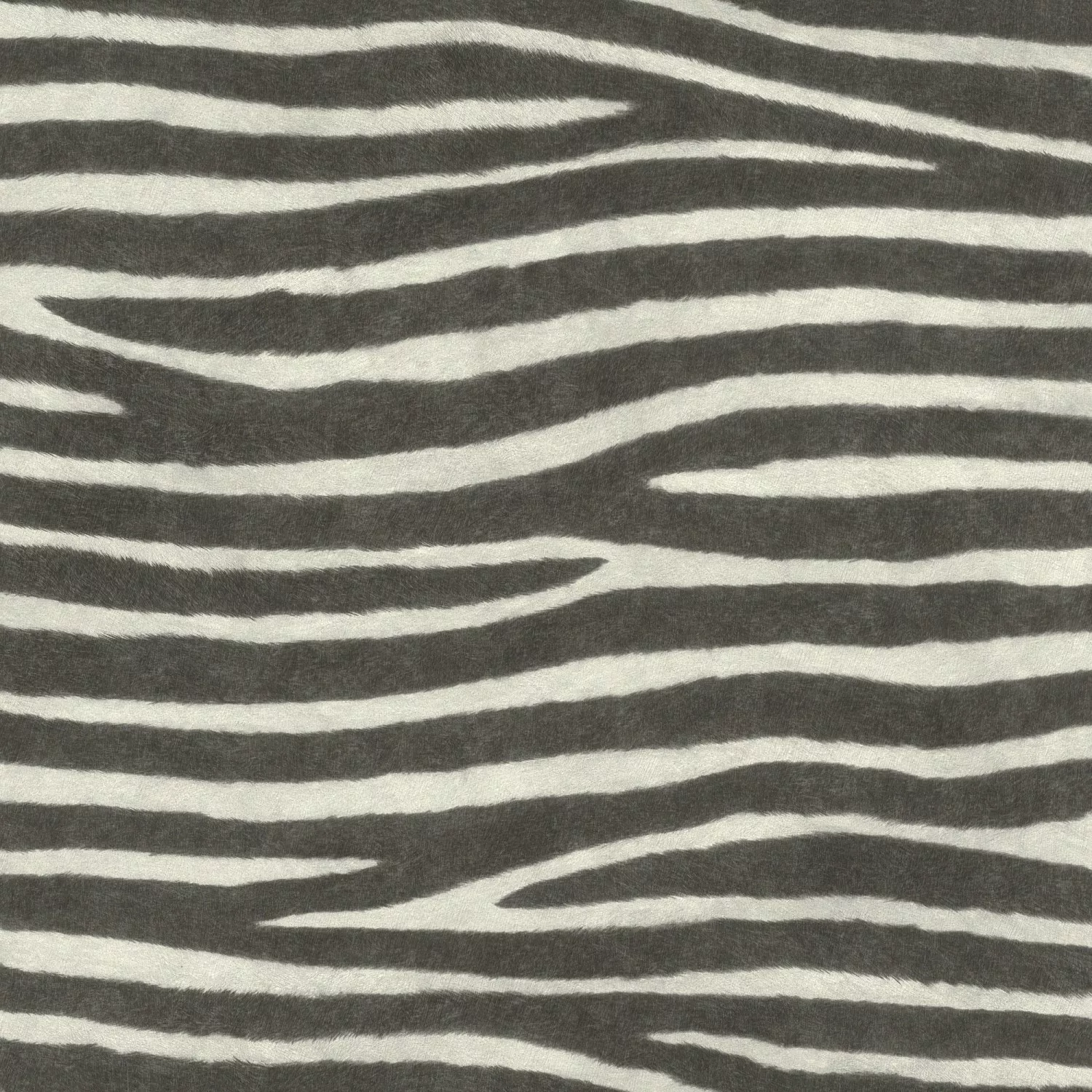 Rasch Vliestapete African Queen III Zebra Schwarz-Weiß 10,05 x 0,53 m günstig online kaufen