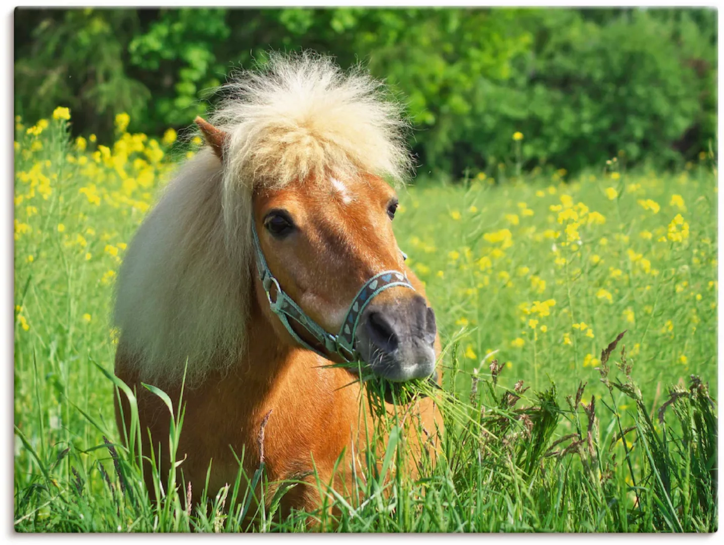 Artland Wandbild "Shetland Pony", Haustiere, (1 St.), als Leinwandbild, Wan günstig online kaufen
