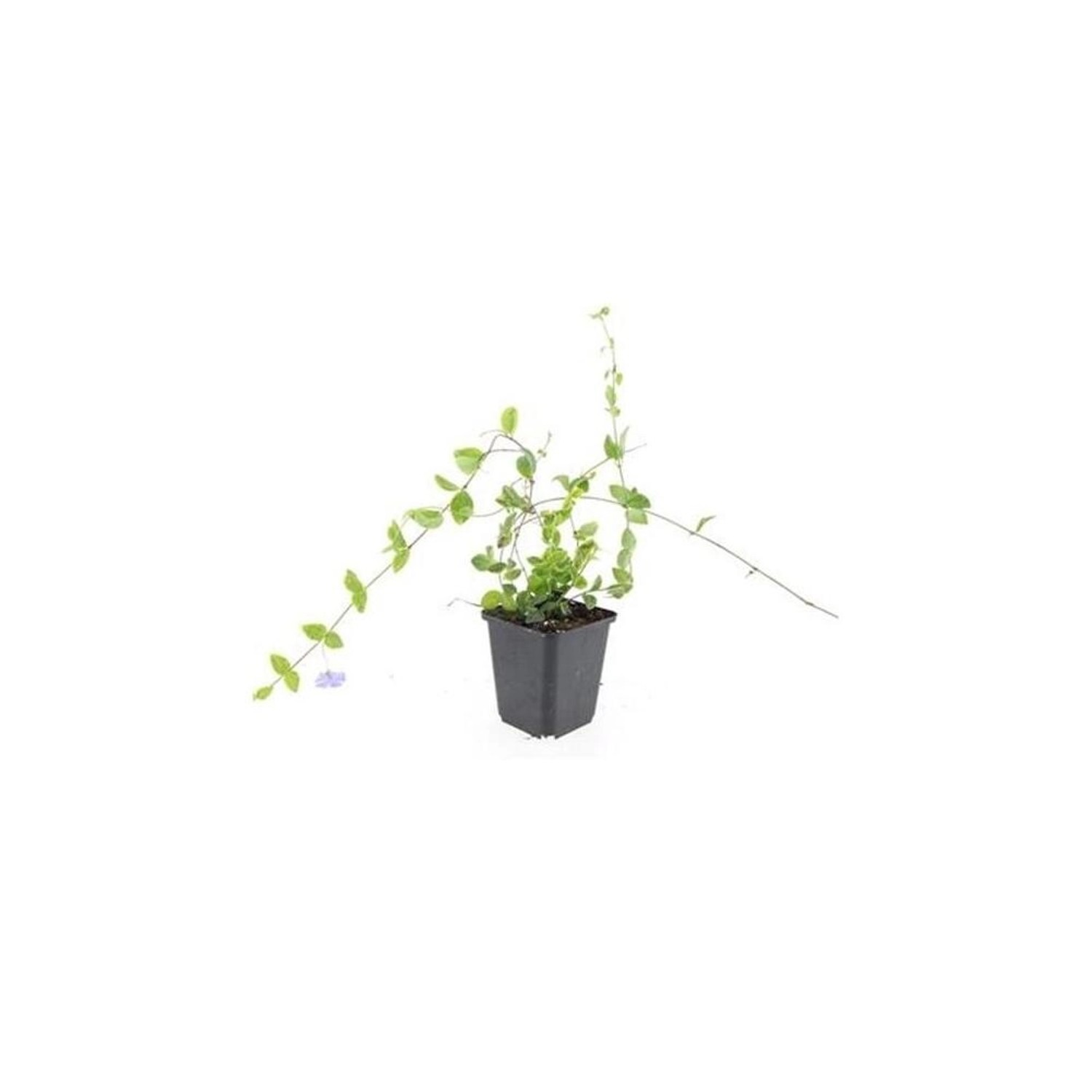 Exotenherz Bodendecker Kleinblättriges Immergrün Vinca Minor Blue And Gold günstig online kaufen