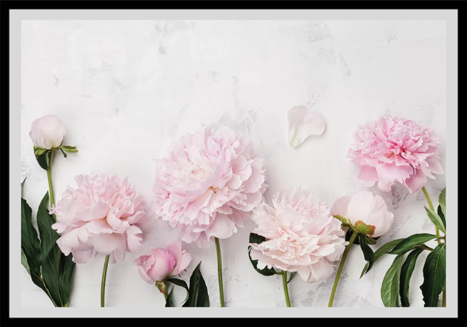 queence Bild "Bella", Blumen, gerahmt, Rosen günstig online kaufen