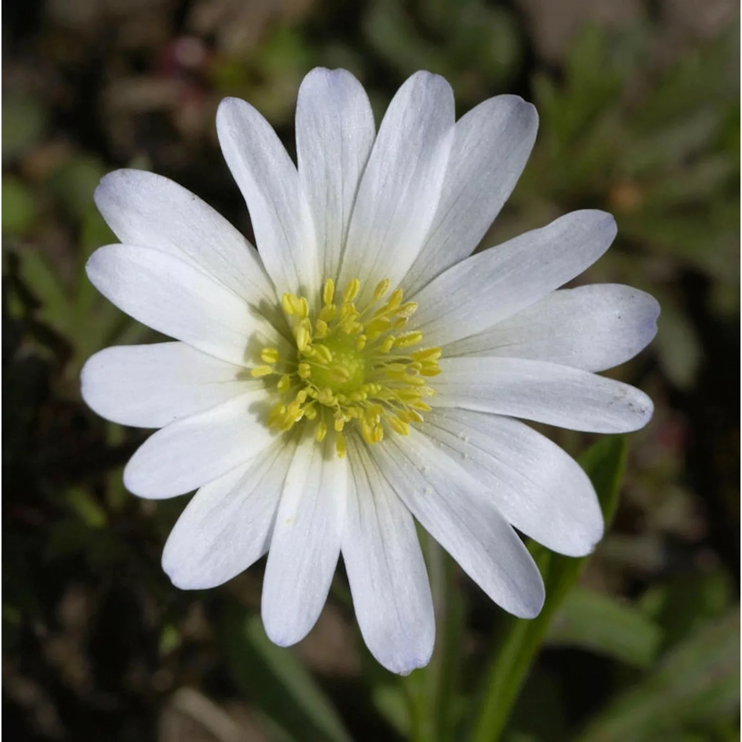 Balkanwindröschen White Splendour - Anemone blanda günstig online kaufen