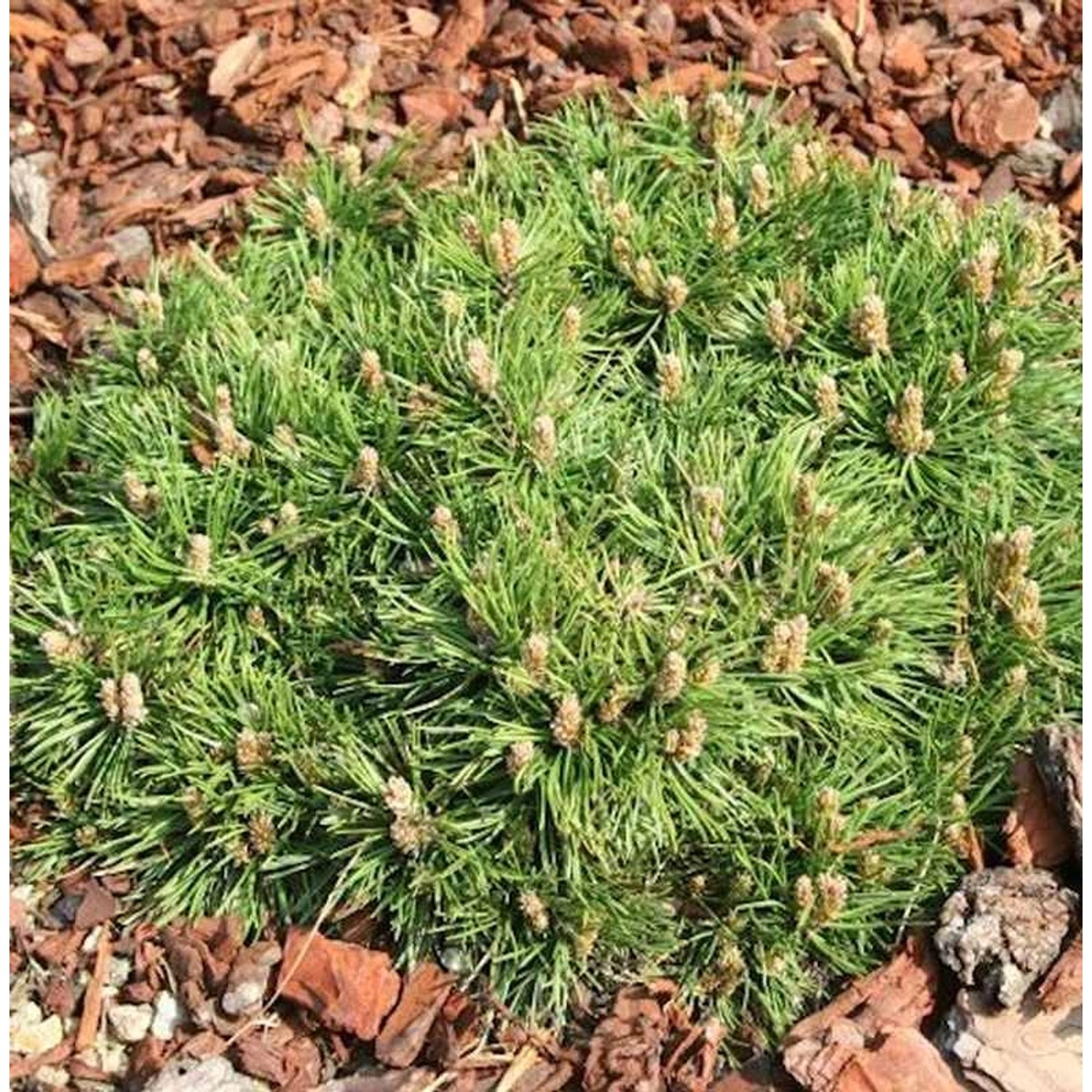 Zwerg Hakenkiefer Grüne Welle 15-20cm - Pinus uncinata günstig online kaufen