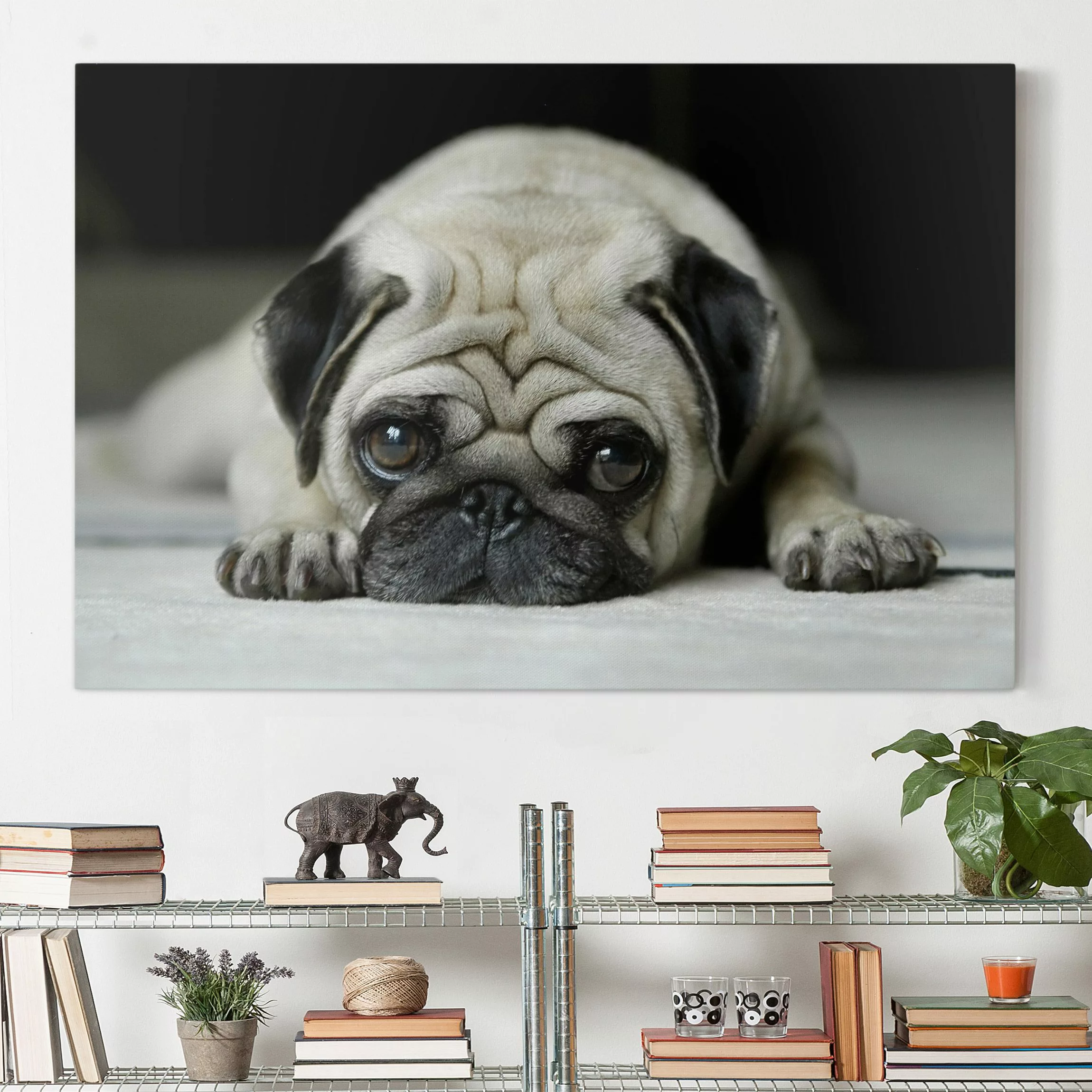 Leinwandbild Tiere - Querformat Pug Loves You günstig online kaufen