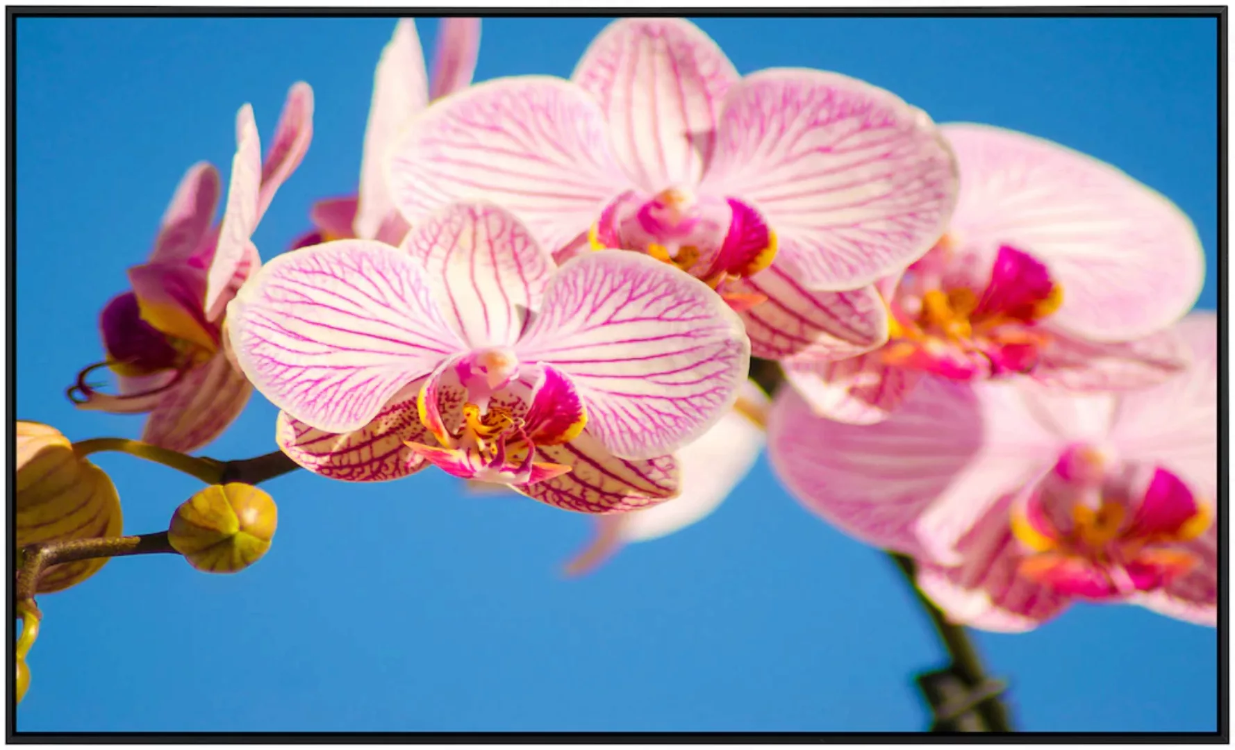 Papermoon Infrarotheizung »Rosa Phalaenopsis Orchidee« günstig online kaufen