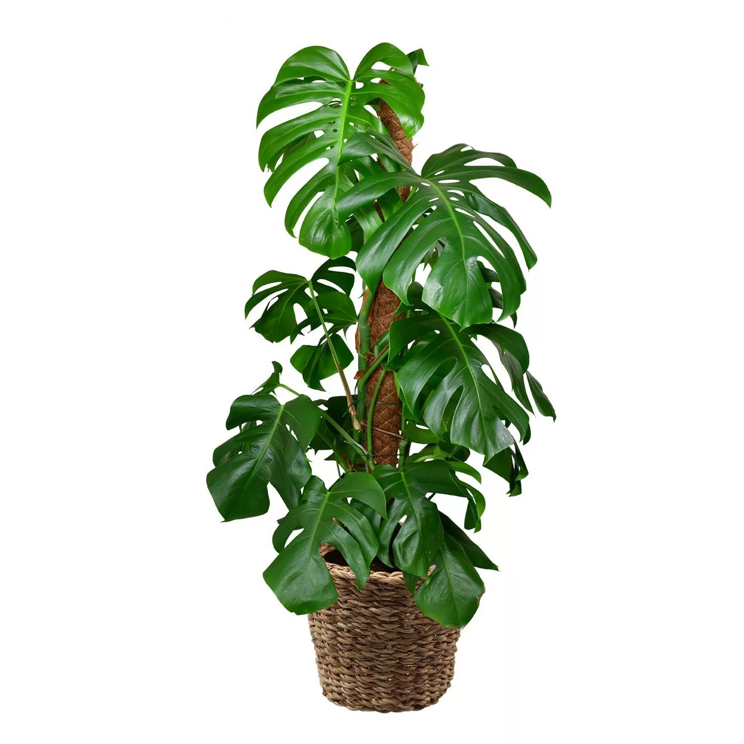 Green Me Up Zimmerpflanze XL Monstera am Stab Höhe 110 - 120 cm mit Gratis günstig online kaufen