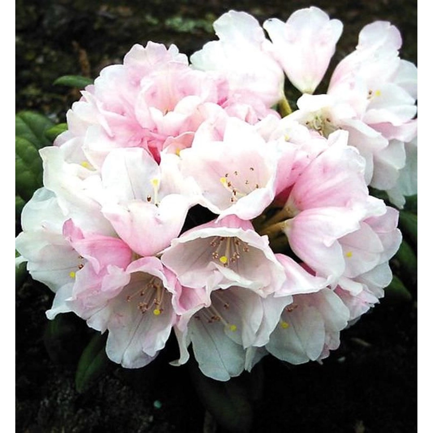 Rhododendron Edelweiß 50-60cm - Alpenrose günstig online kaufen