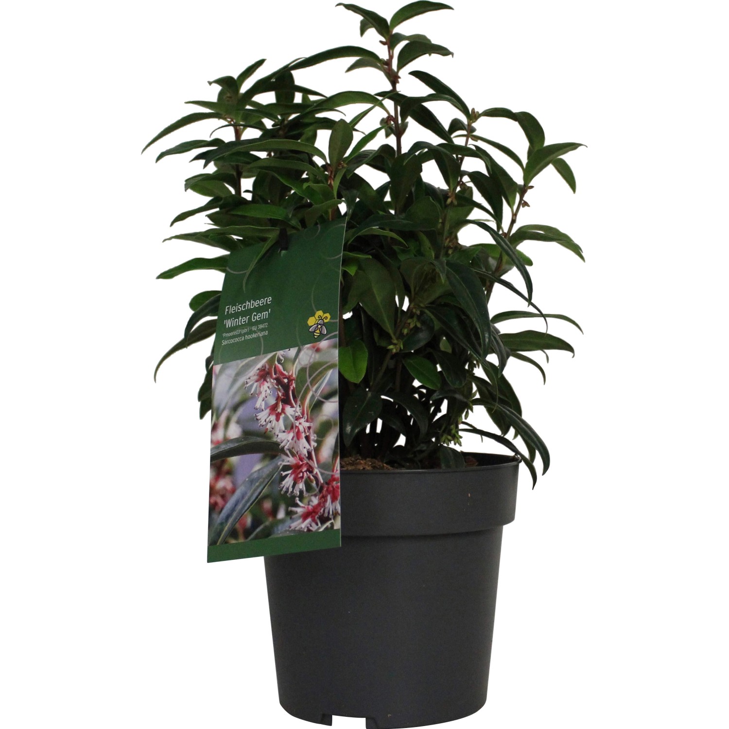 Duft-Fleischbeere Winter Gem Höhe ca. 20 - 30 cm Topf ca. 3,4 l Sarcococca günstig online kaufen