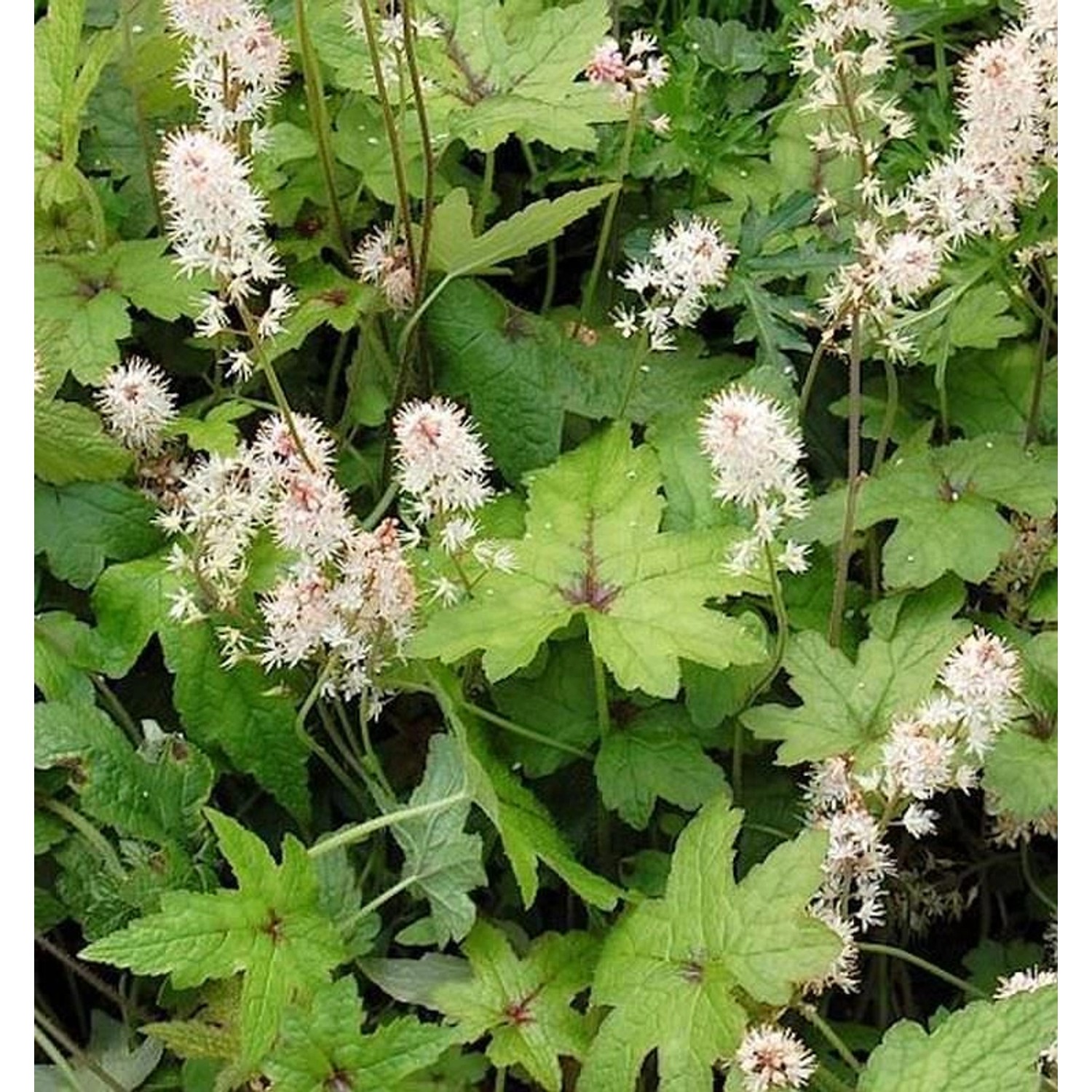 Zipfelblättrige Garten Schaumblüte Pink Bouquet - Tiarella laciniata günstig online kaufen