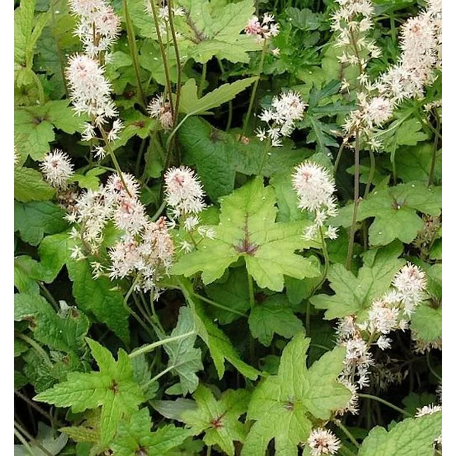 Zipfelblättrige Garten Schaumblüte Pink Bouquet - Tiarella laciniata günstig online kaufen