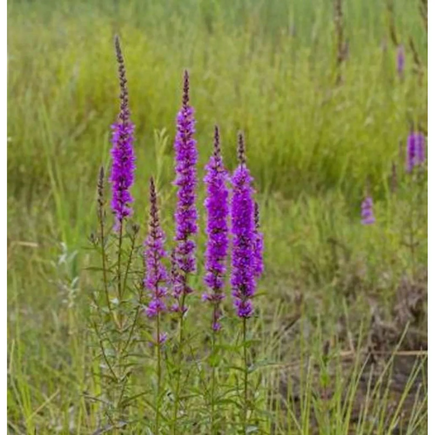 Gewöhnlicher Blutweiderich - Lythrum salicaria günstig online kaufen