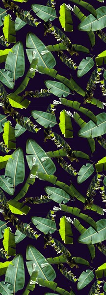 queence Vinyltapete »Tropische Blätter-Grün«, 90 x 250 cm, selbstklebend günstig online kaufen
