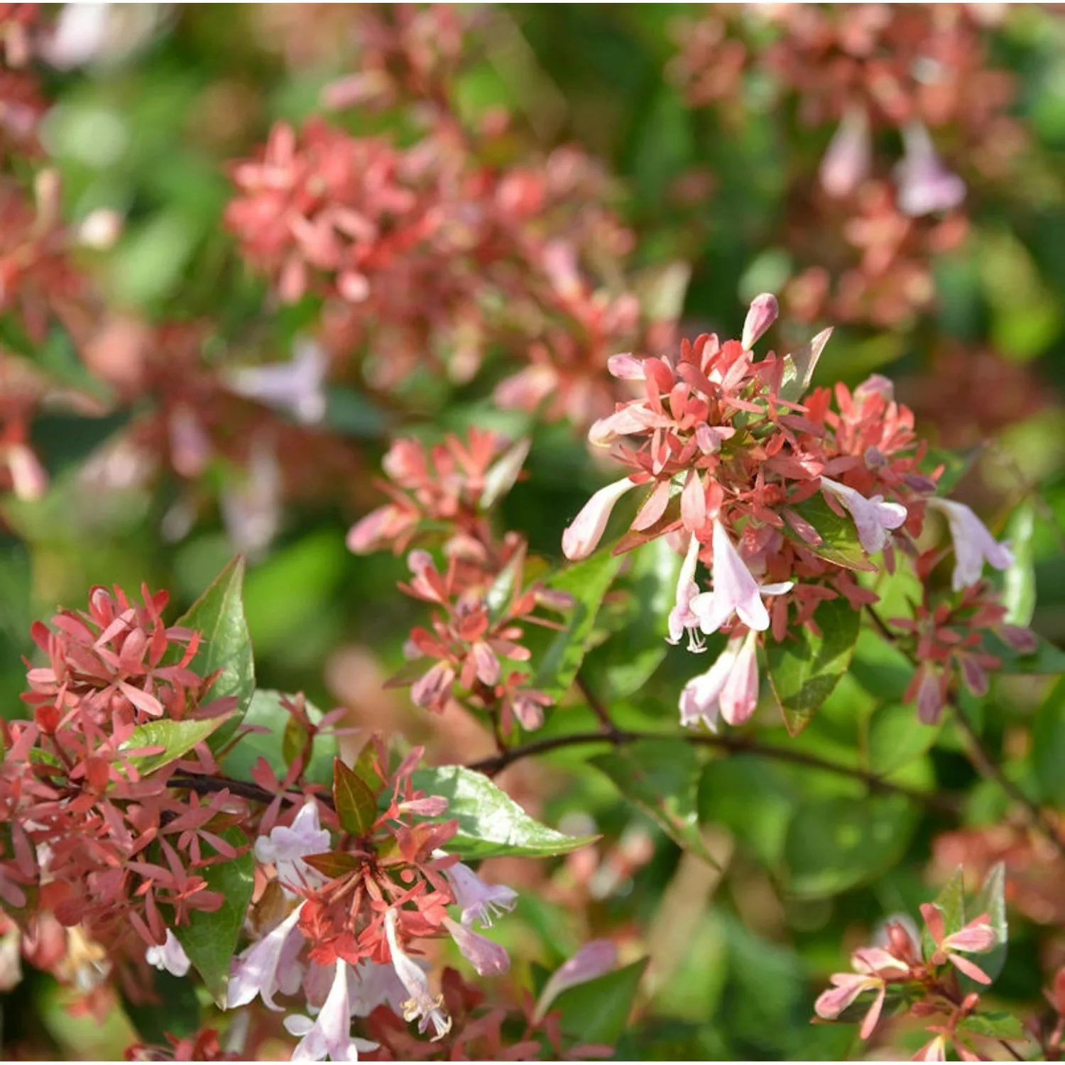 Großblütige Abelie Raspberry Profusion 30-40cm - Abelia grandiflora günstig online kaufen