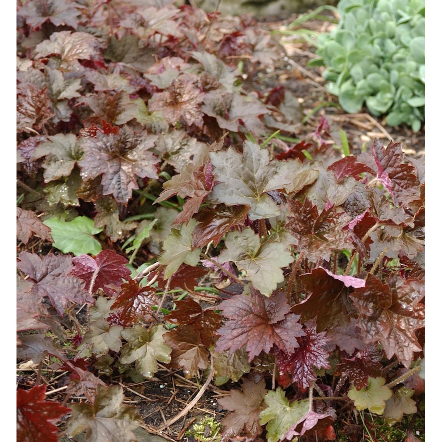 Silberglöckchen Forever Purple - Heuchera cultorum günstig online kaufen